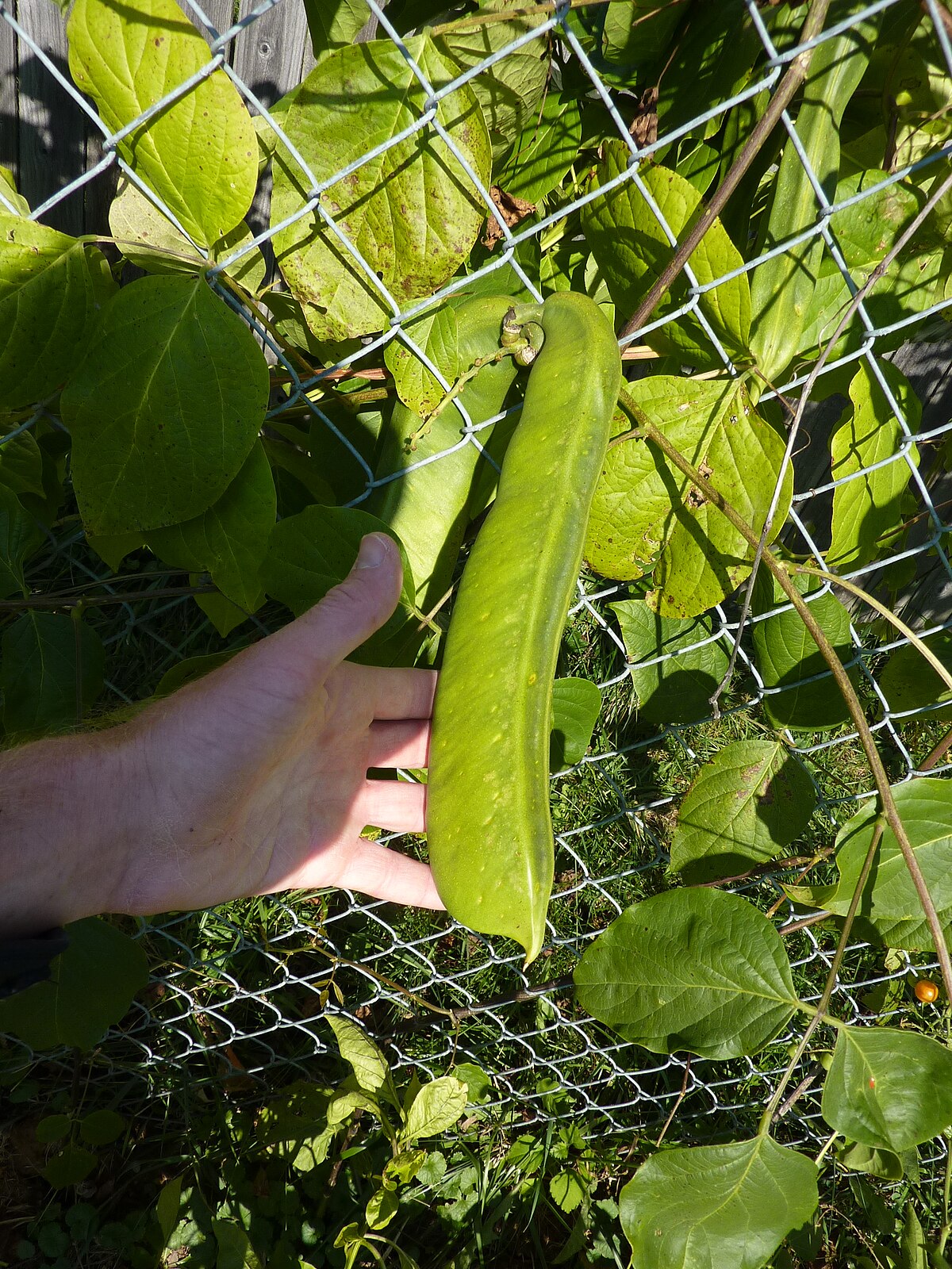 Sword Jackbean (Canavalia gladiata)