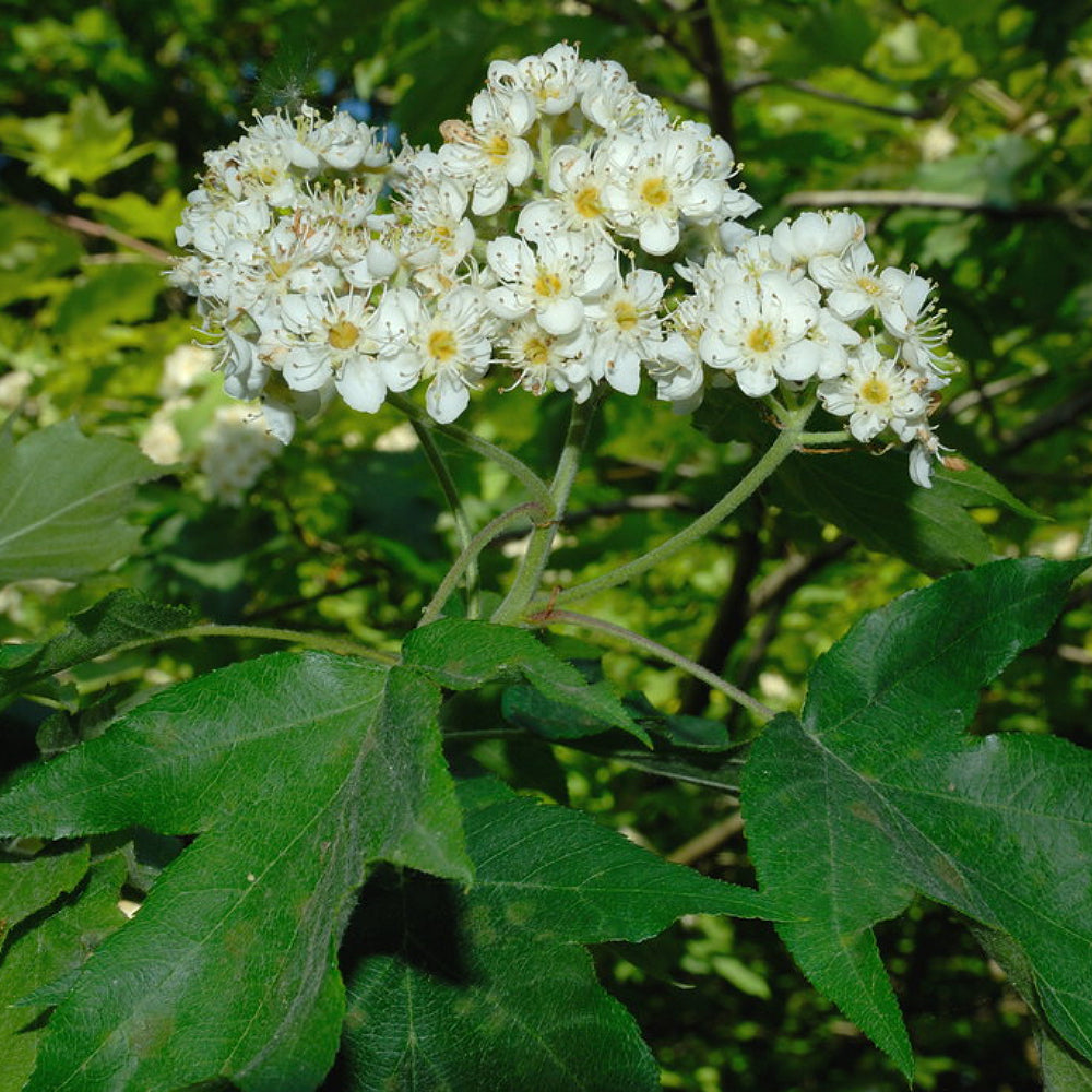 Checkertree Chequer Tree (Sorbus torminalis)