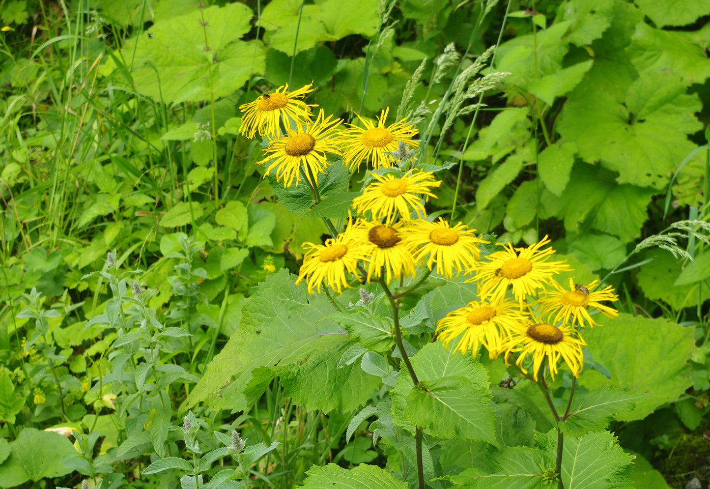 Giant Ox Eye Oxeye Heartleaf Oxeye (Telekia speciosa)