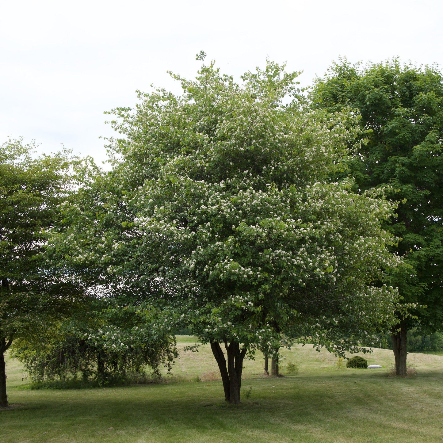 Thornapple, Washington Hawthorn (Crataegus phaenopyrum)