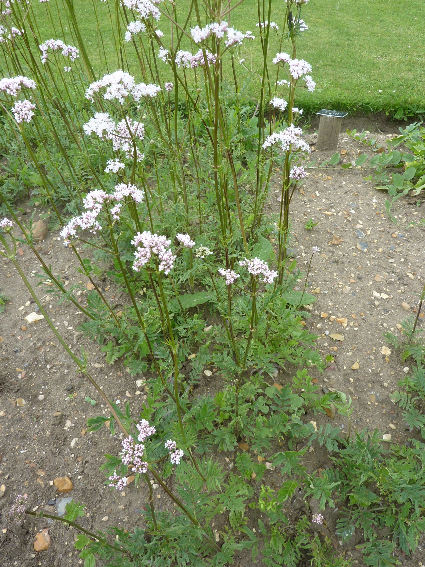 Common Valerian Garden Valerian (Valeriana officinalis)