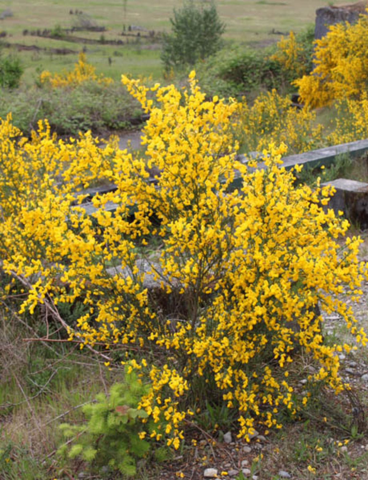Common English Broom, Scotch Broom (Cytisus scoparius)