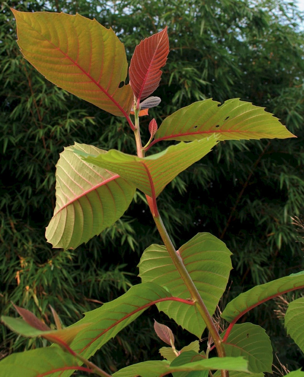 Camptotheca Cancer Happy Of Life (Camptotheca acuminata)