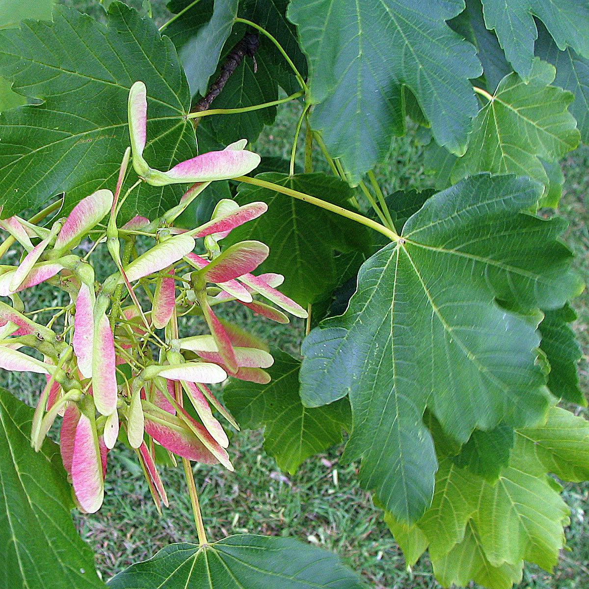 Velvet Maple (Acer velutinum)