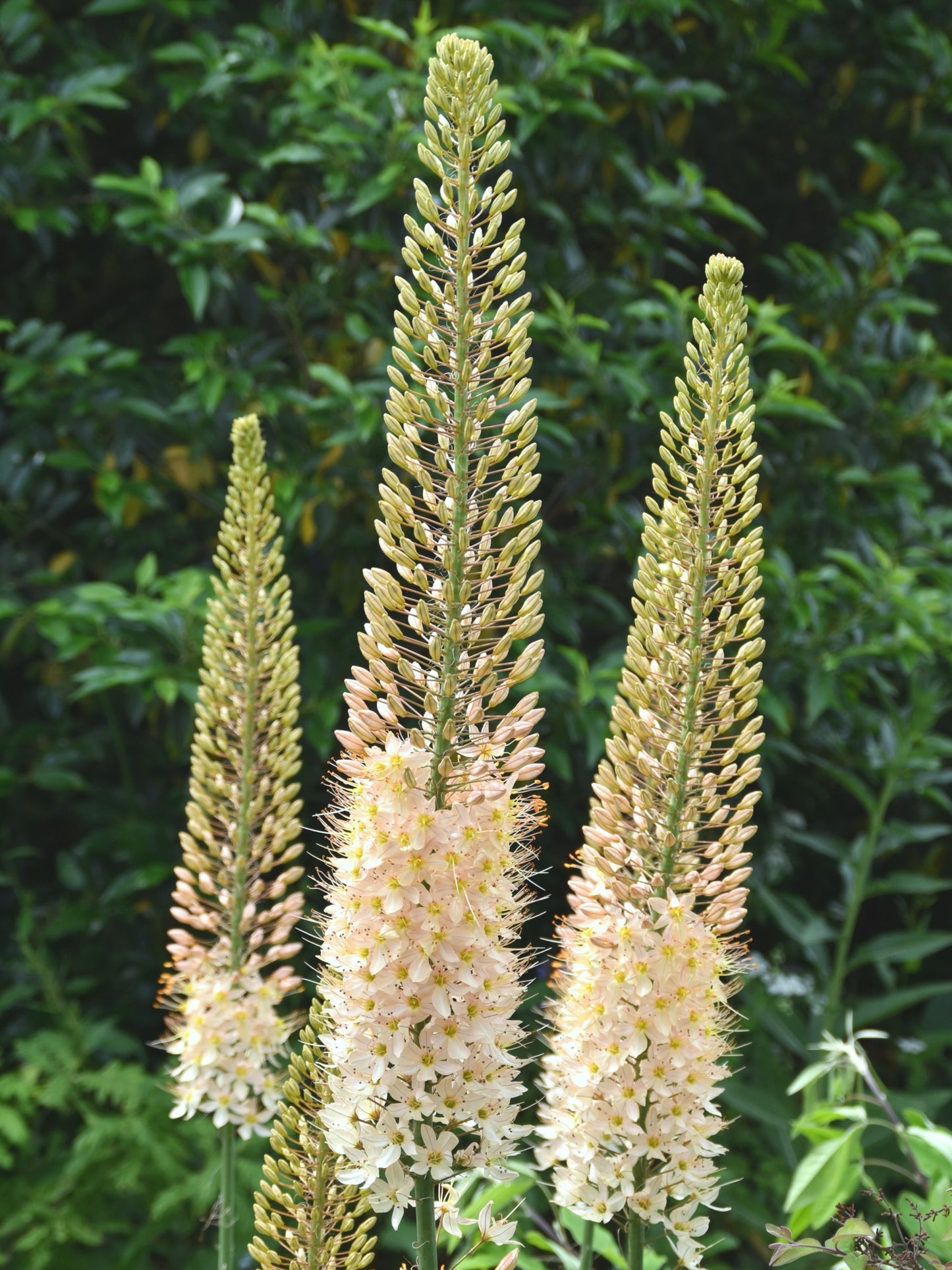 Foxtail Lily (Eremurus spectabilis)