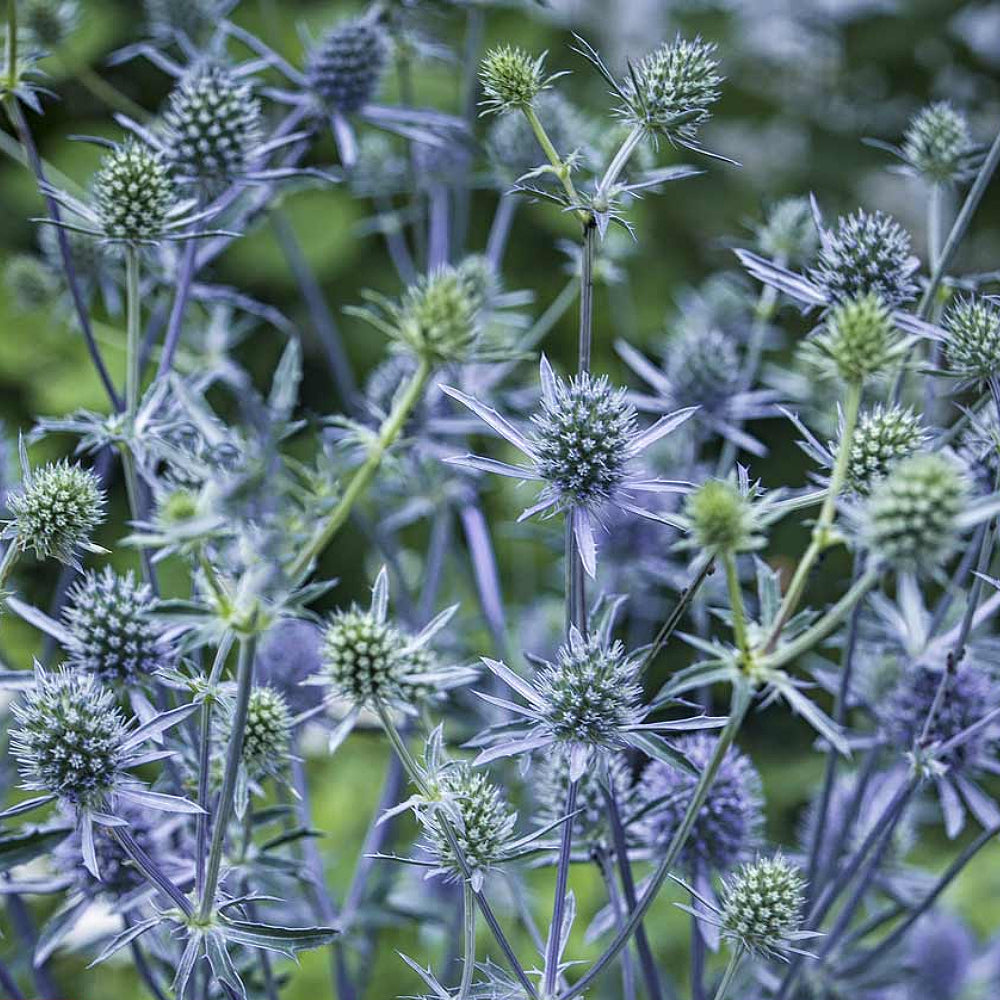 Flat-leaved Eryngium Plains Eryngo (Eryngium planum)