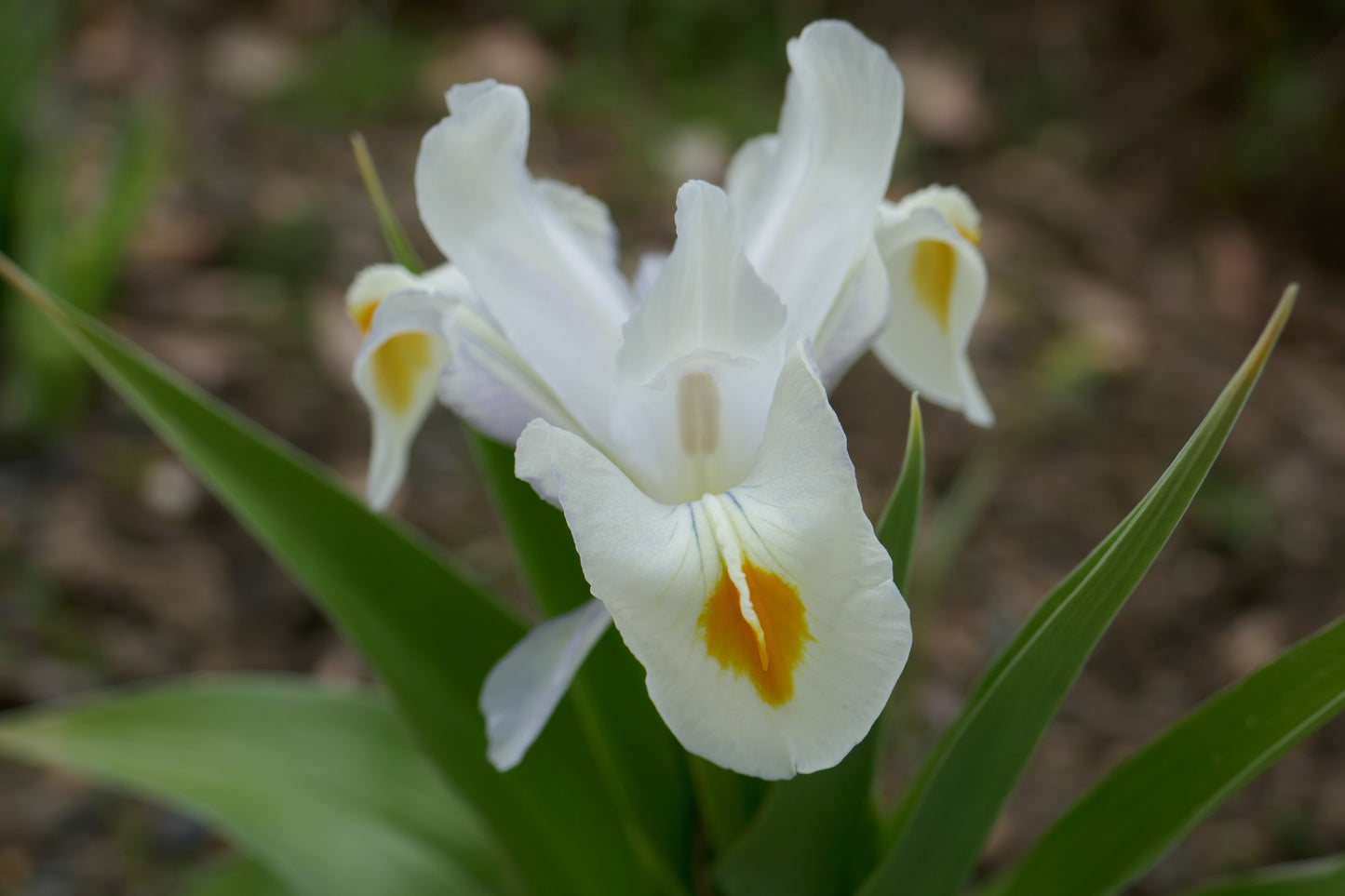 Blue Juno Iris (Iris magnifica var. f. caerulea)
