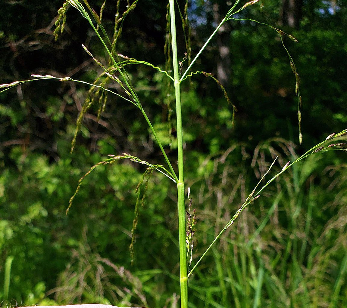 American Mannagrass Reed Meadowgrass Tall Manna Grass (Glyceria grandis)