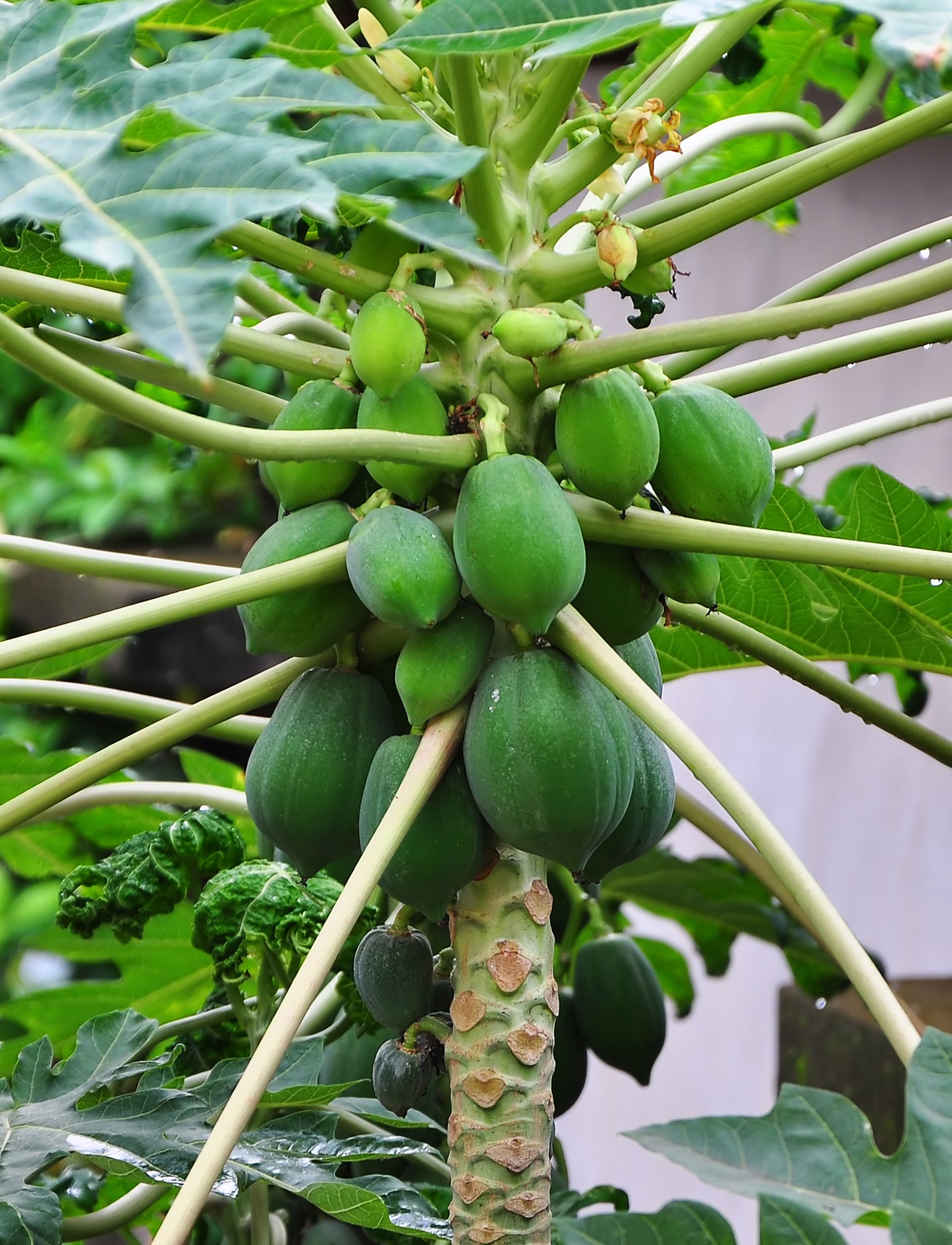 Papaya (Carica papaya)