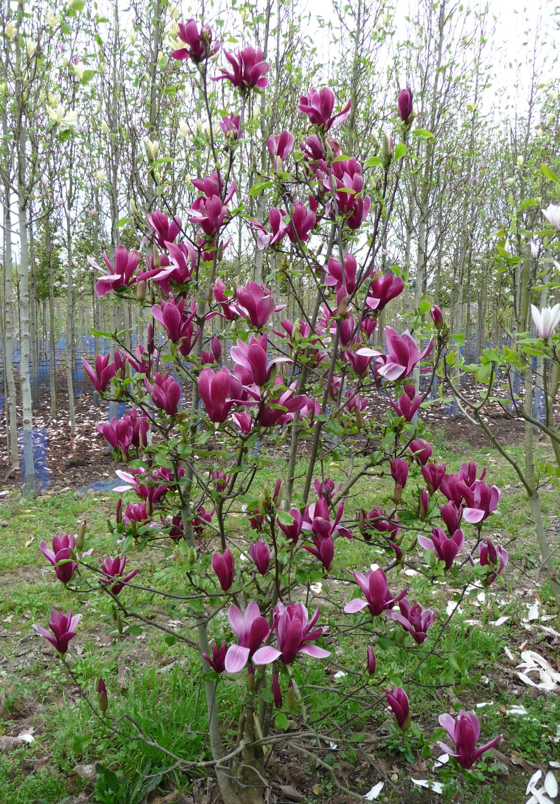 Lily Magnolia (Magnolia liliiflora)