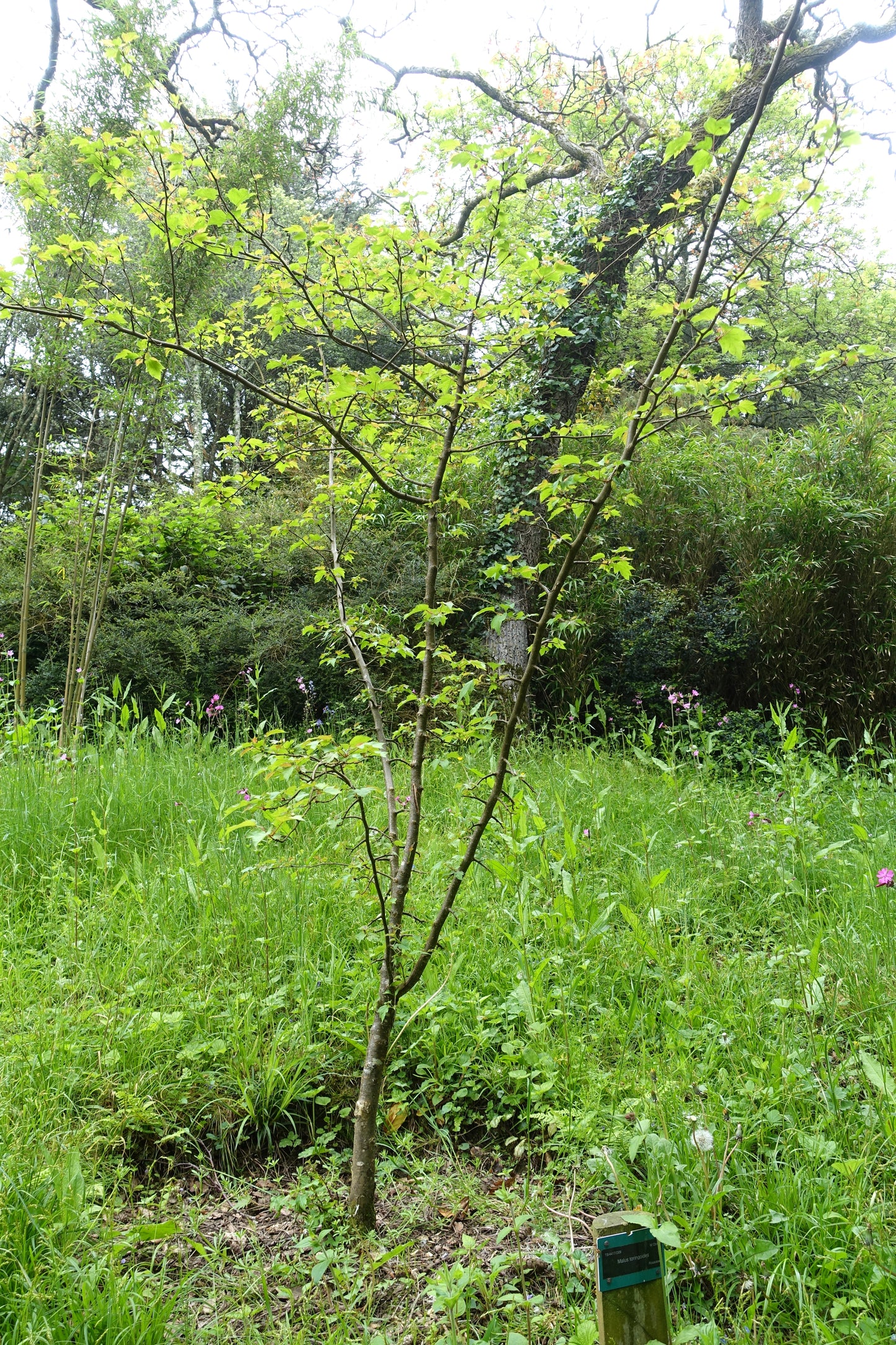 Cutleaf Crab Cutleaf Apple (Malus toringoides)