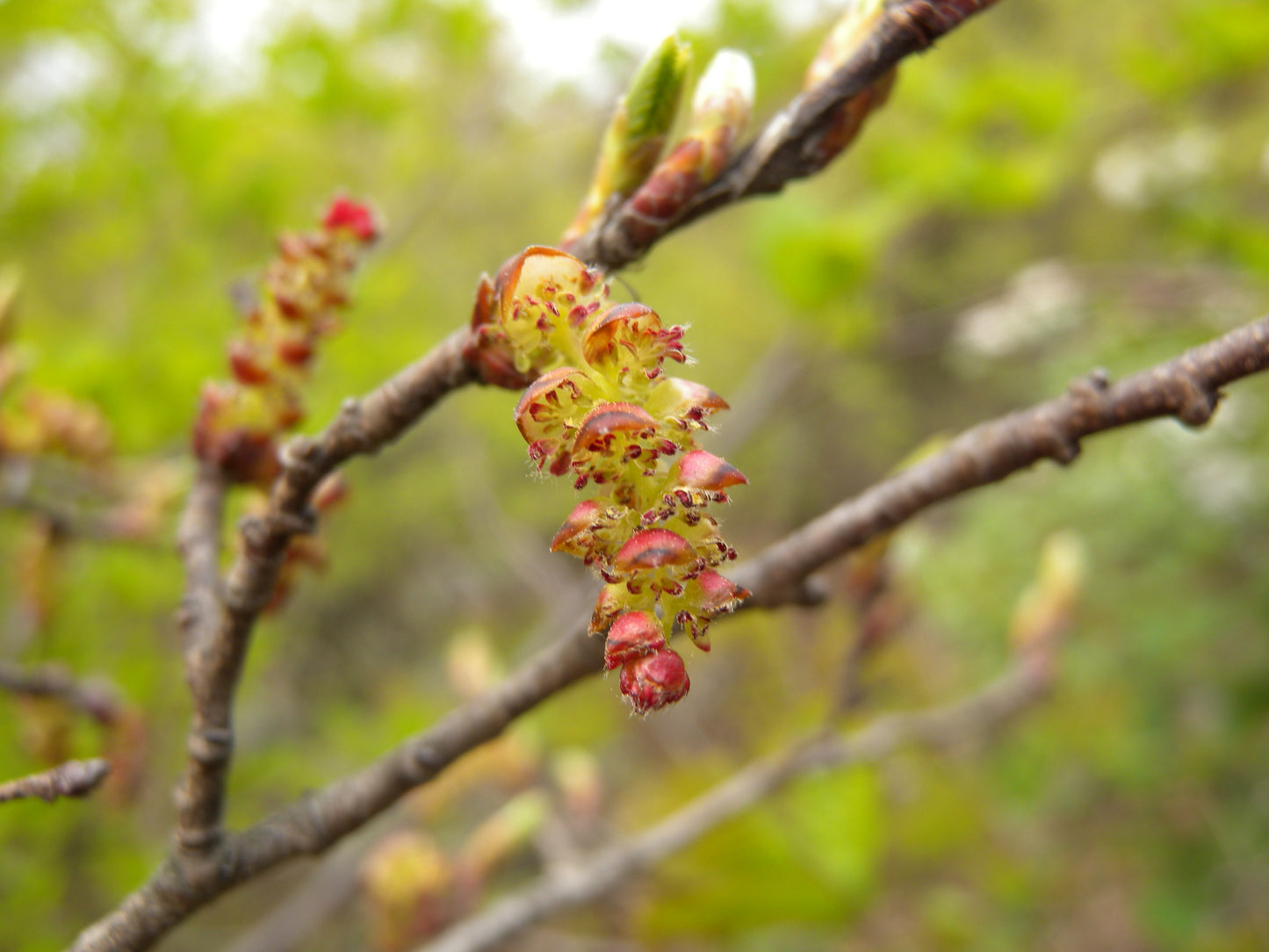 Korean Hornbeam (Carpinus turczaninovii)