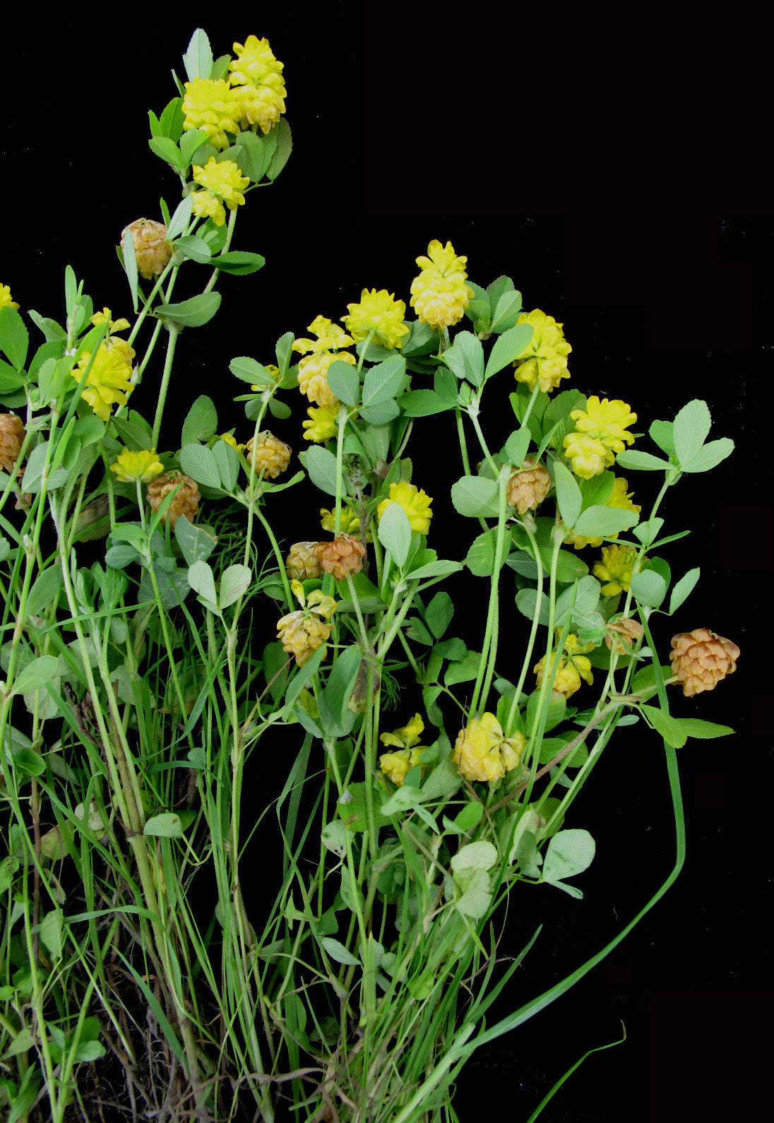Field Clover (Trifolium campestre)