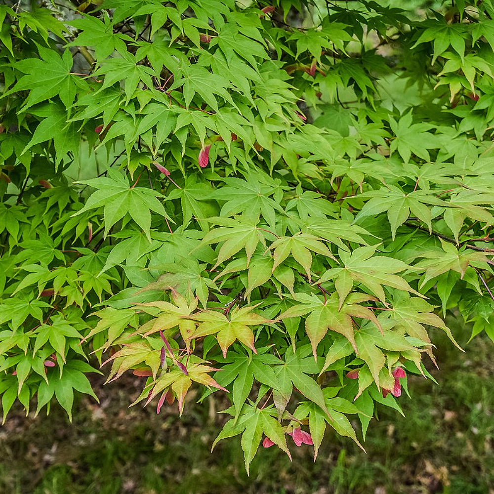 Omato Maple (Acer palmatum ssp. amoenum 'Omato' dry seed)