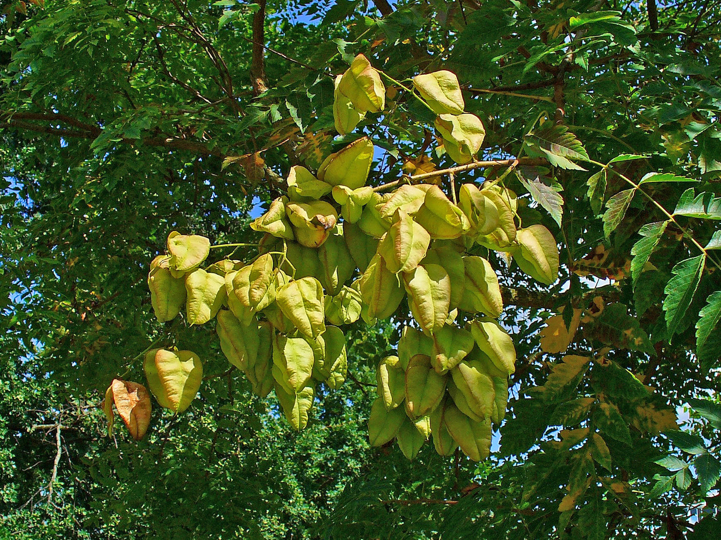 Golden Rain Tree Pride Of India Varnish Tree (Koelreuteria paniculata)