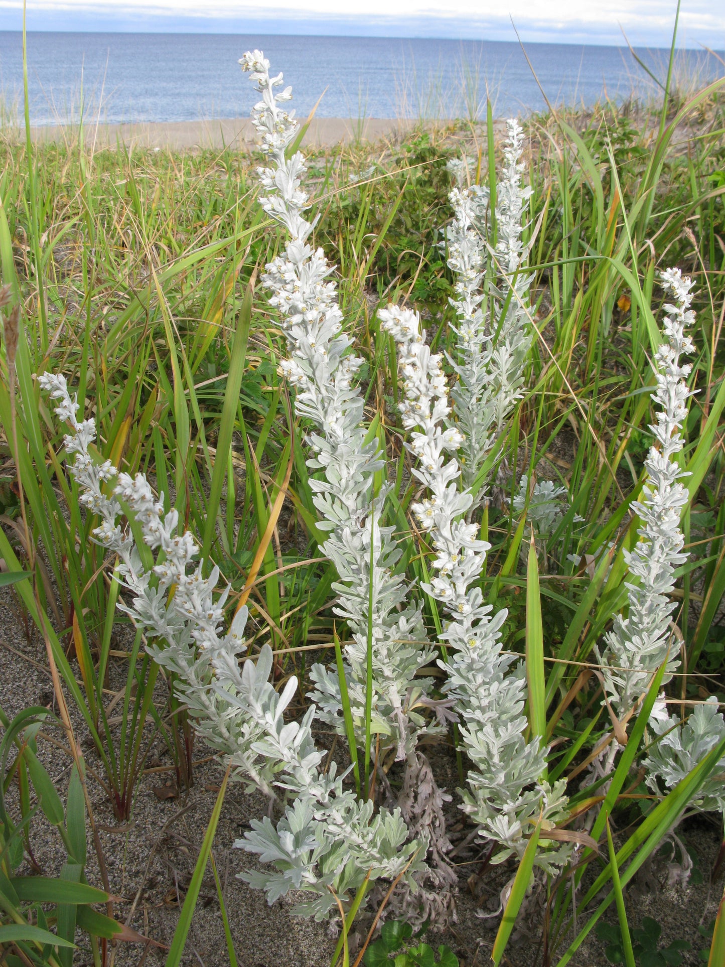 Artemisia Beach Wormwood Dusty Miller Dustymiller Sagewort Oldwoman Sagewort (Artemisia stelleriana)