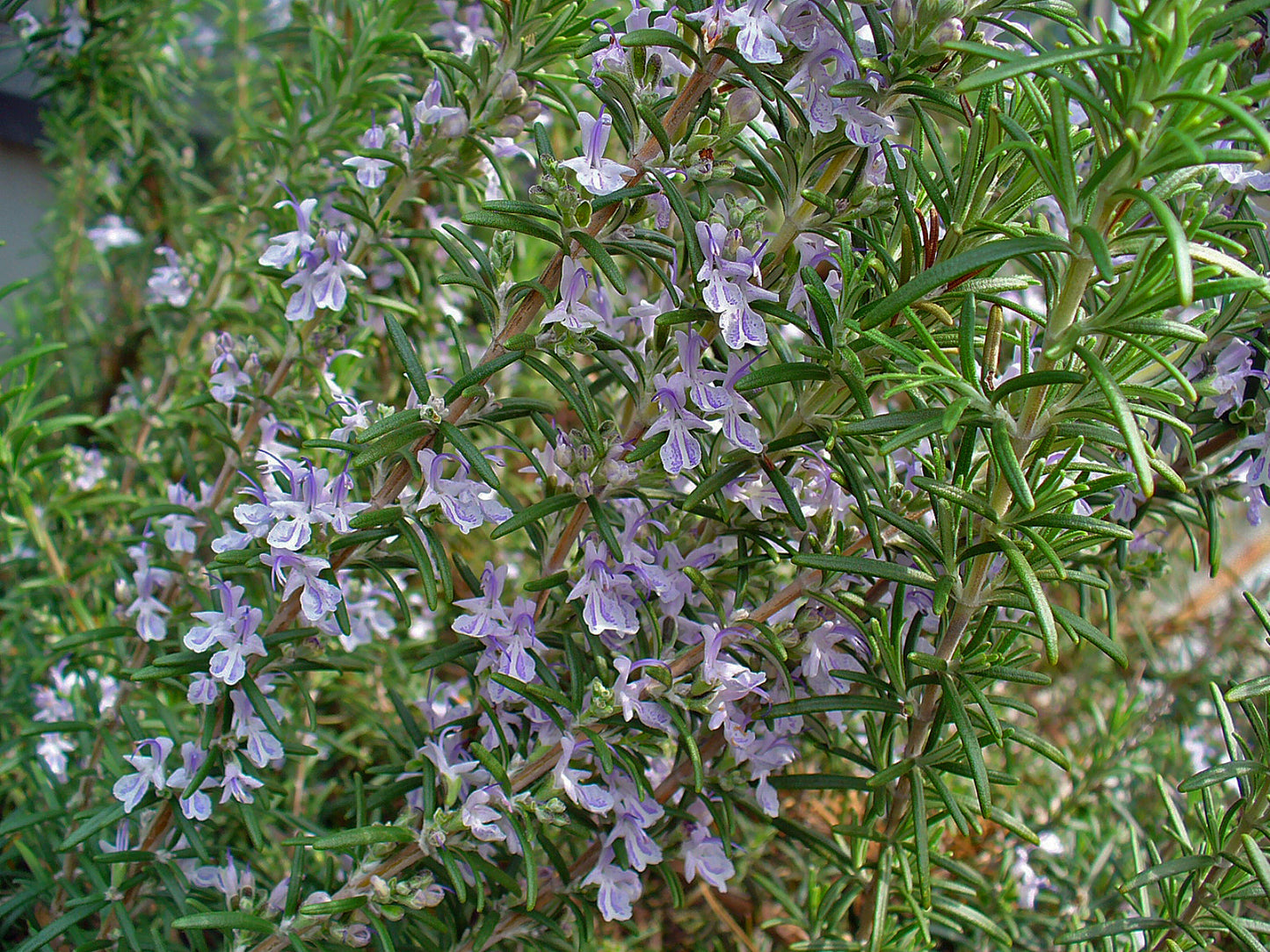 Rosemary (Rosmarinus officinalis)