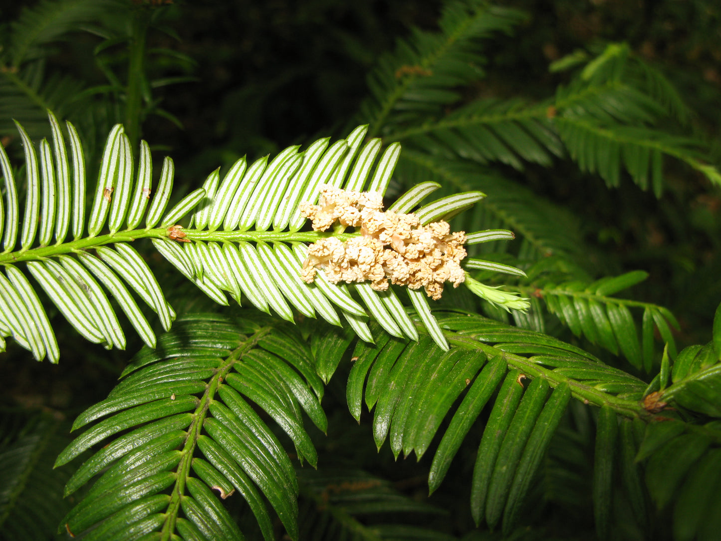 Harringtons Cephalotaxus Japanese Plum Yew (Cephalotaxus harringtonia)