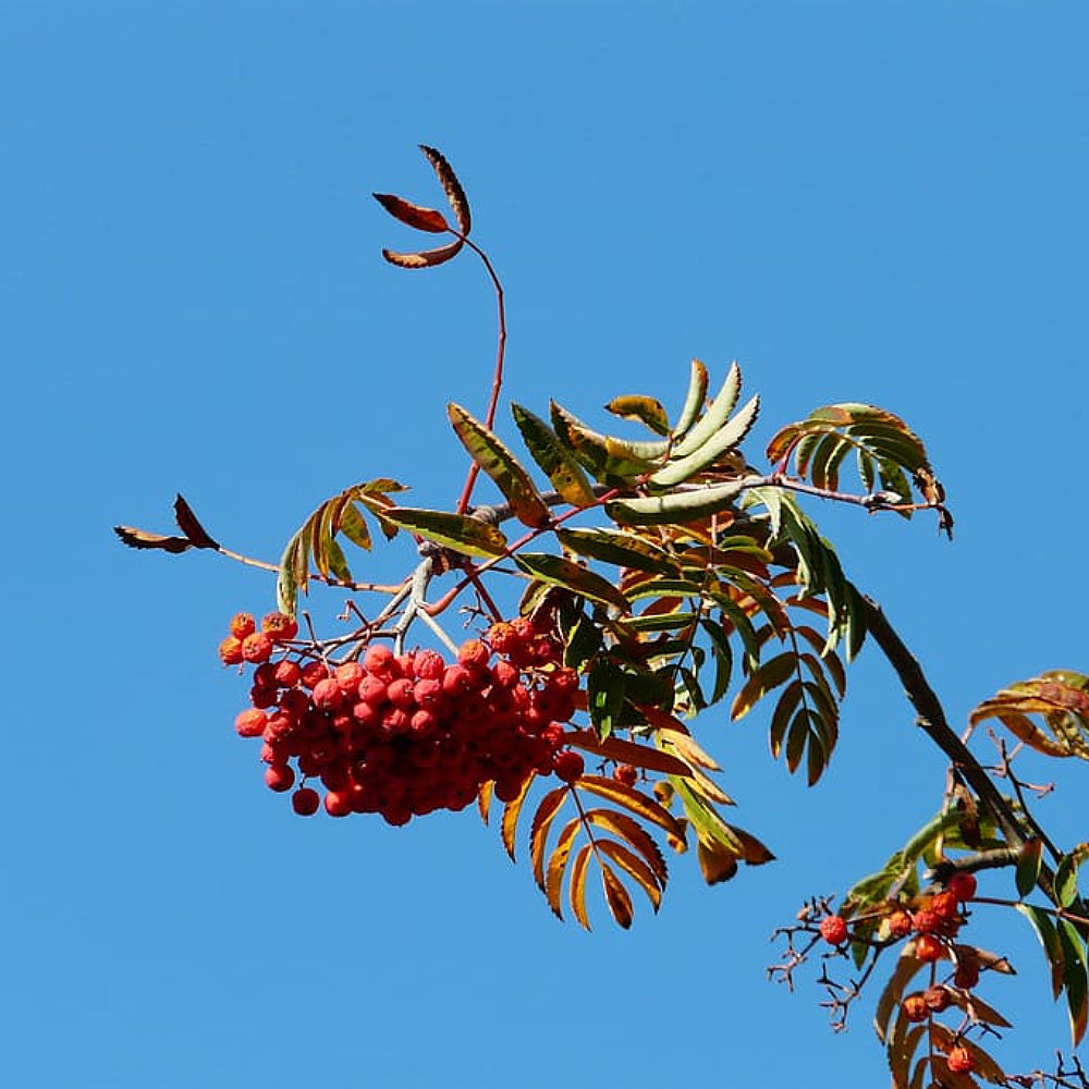 California Ash (Sorbus californica dried berries)
