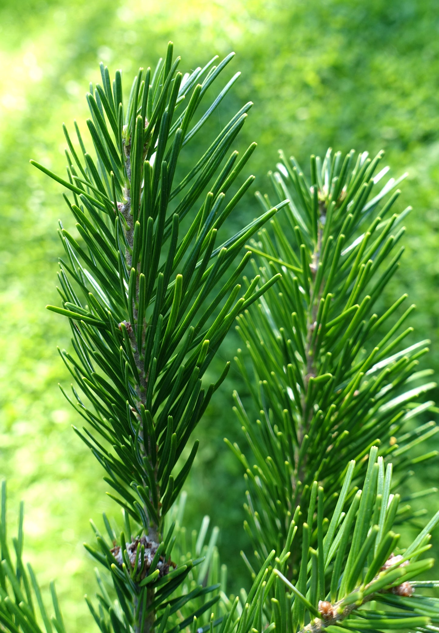 Sakhalin Fir (Abies sachalinensis)