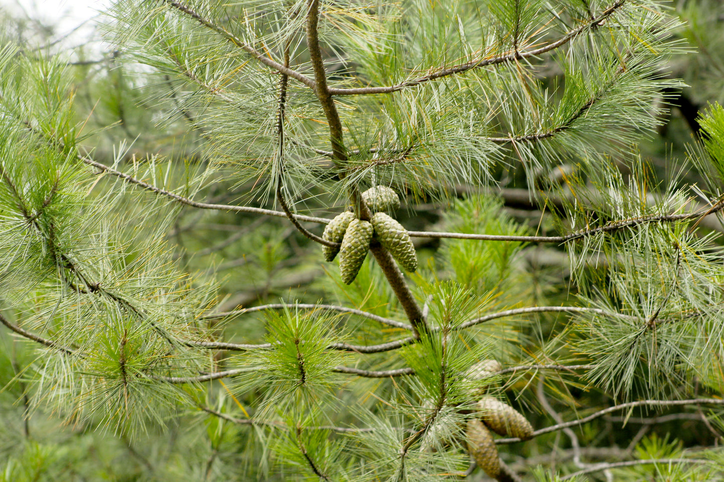 Greggs Pine (Pinus greggii)