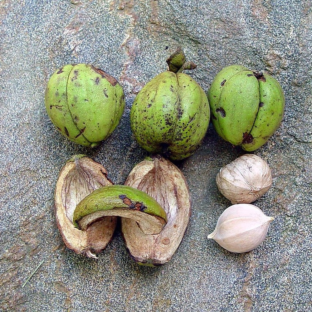 Shagbark Hickory (Carya ovata Northern)