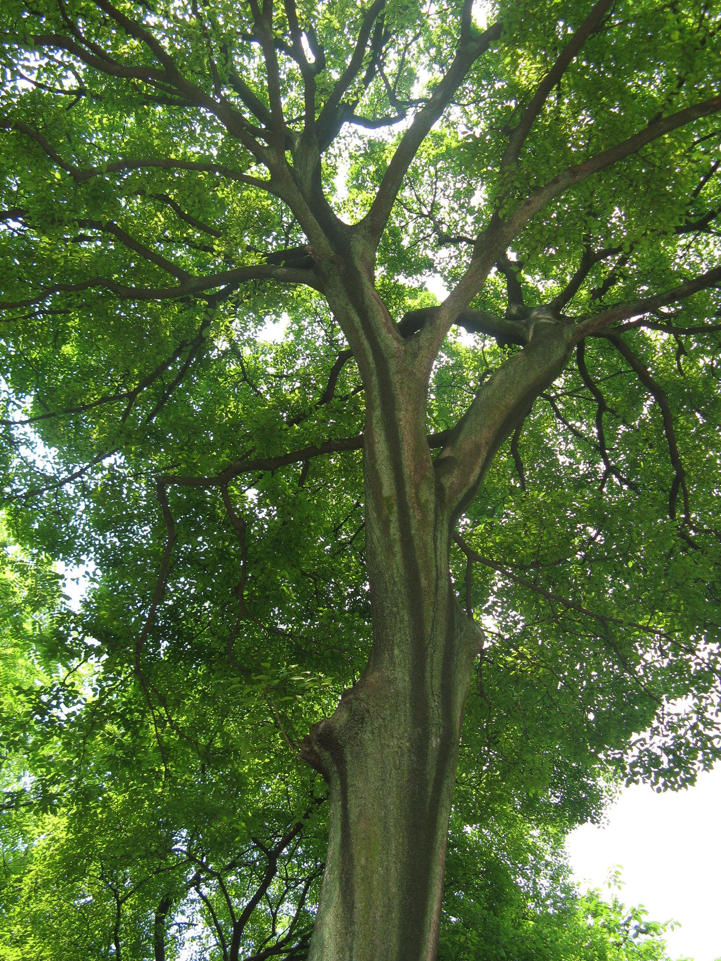 Chinese Hackberry Hackberry (Celtis sinensis)