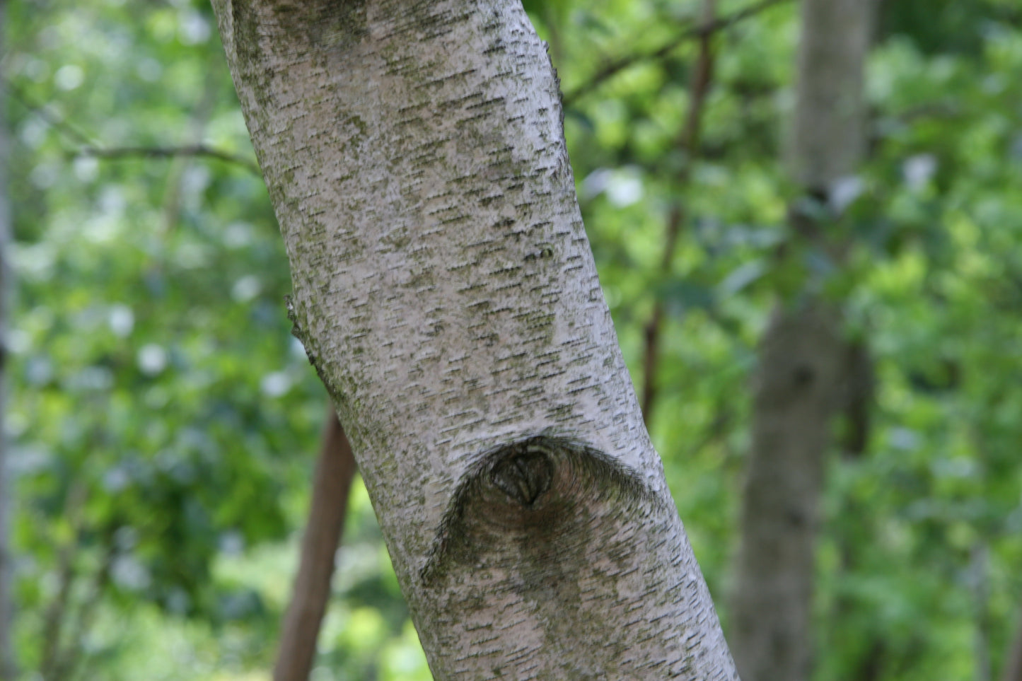 Japanese Birch (Betula platyphylla var. japonica)