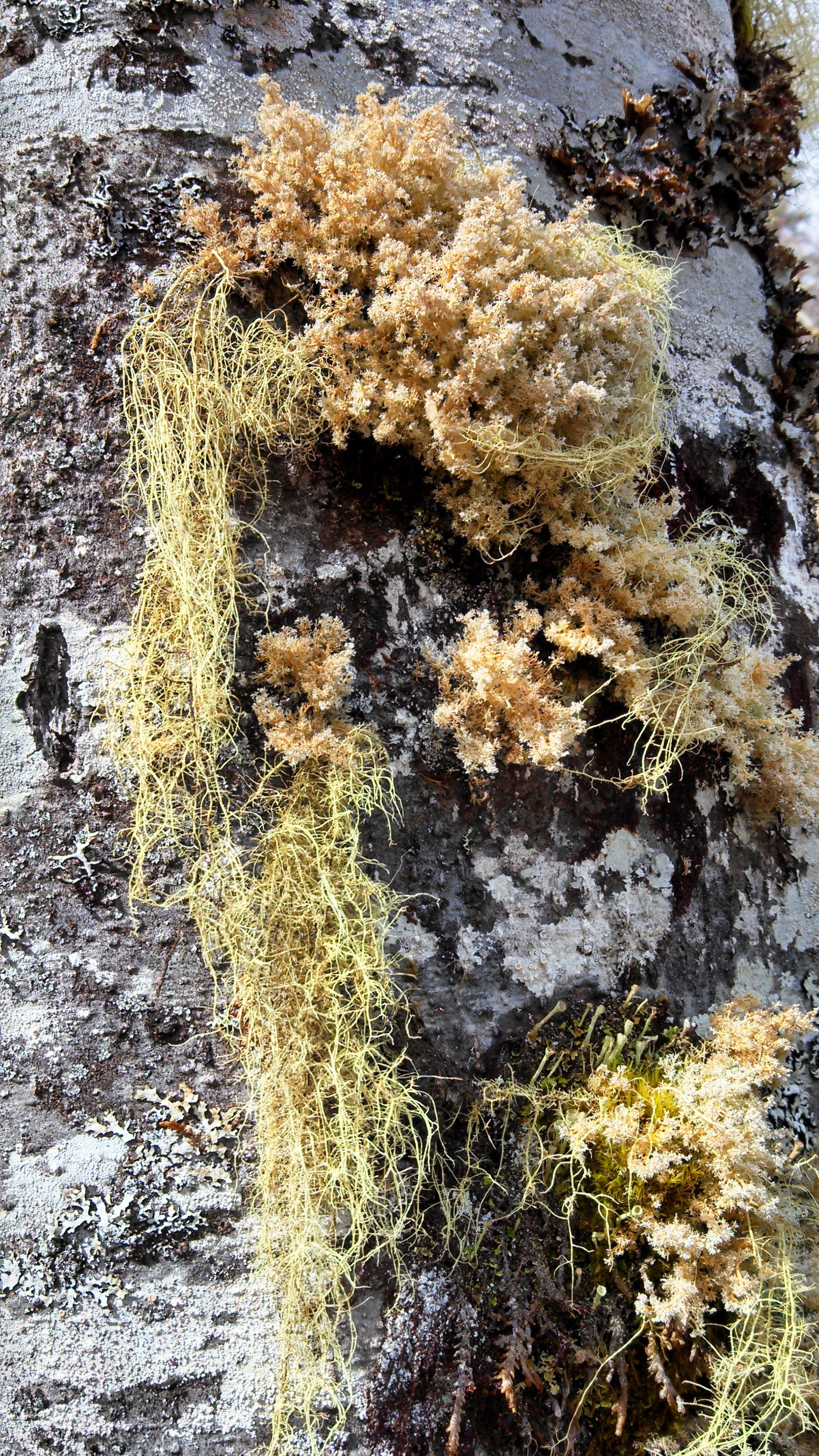 Red Alder (Alnus rubra)