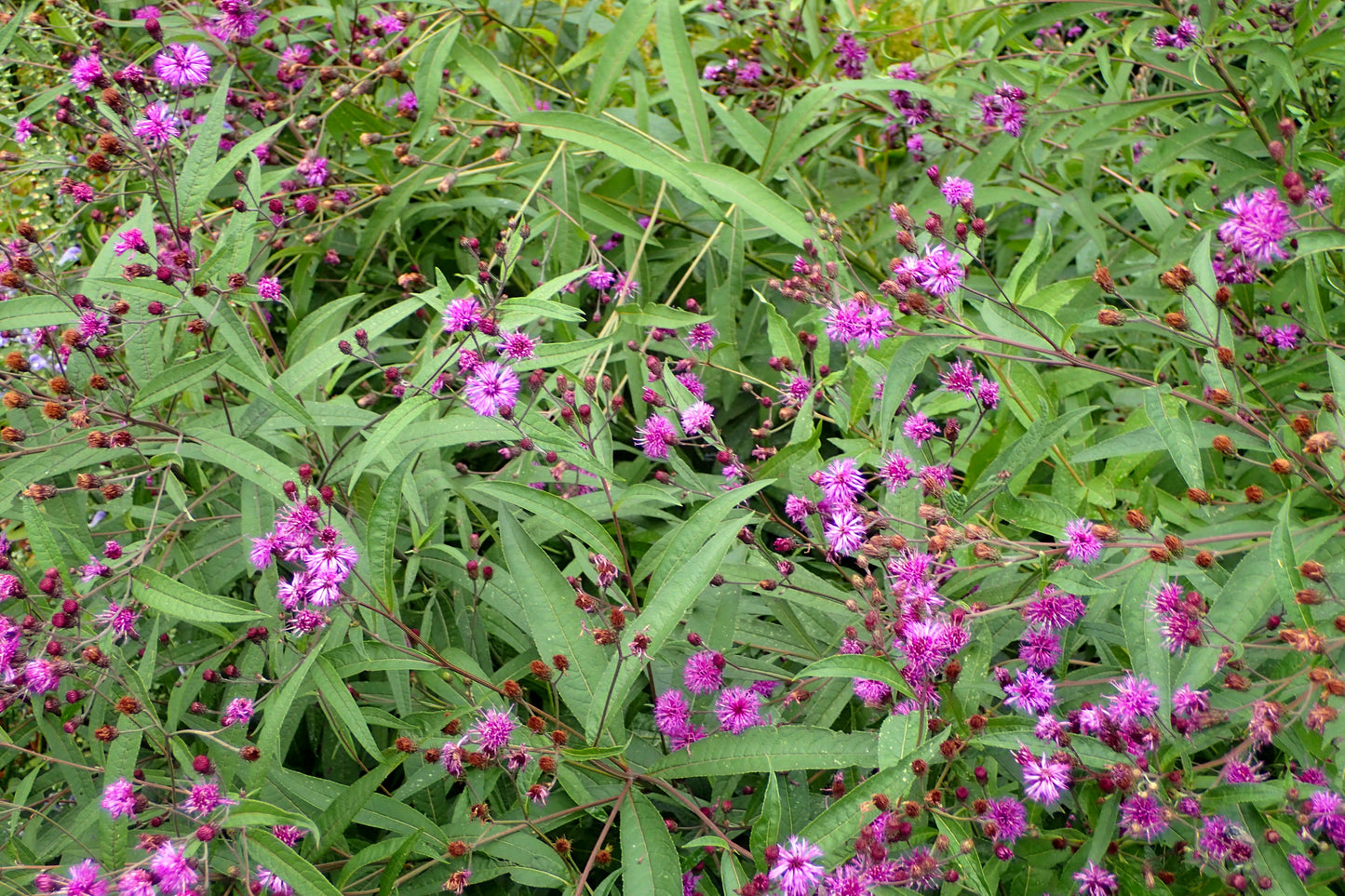 Ironweed Ny York Ironweed (Vernonia noveboracensis)