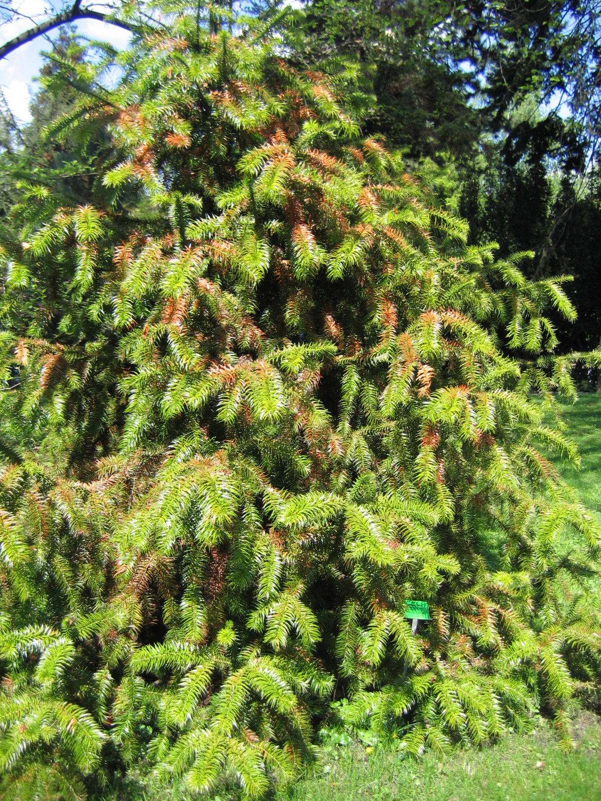 Chinese Fir (Cunninghamia lanceolata)
