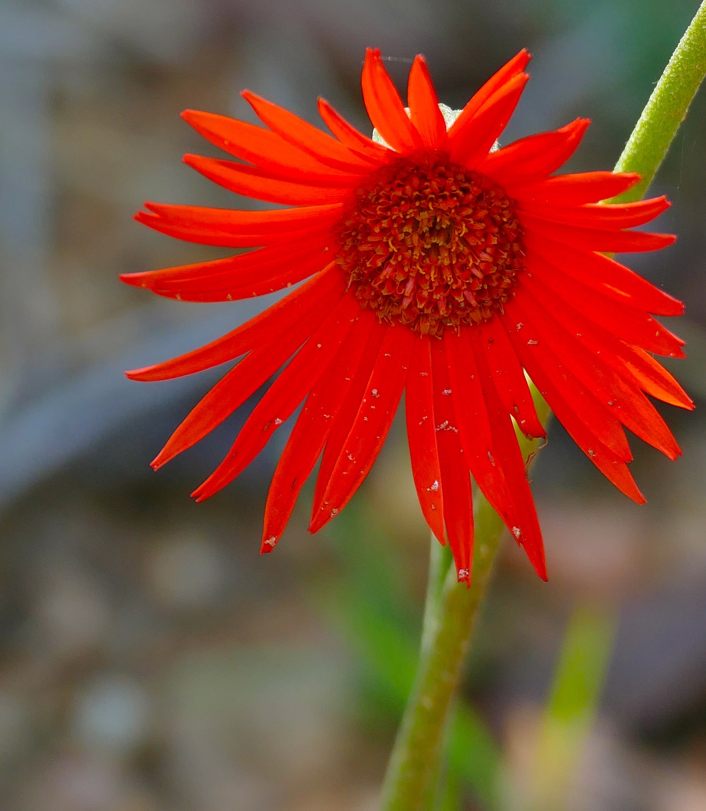Barberton Gerber Transvaal Daisy (Gerbera jamesonii)