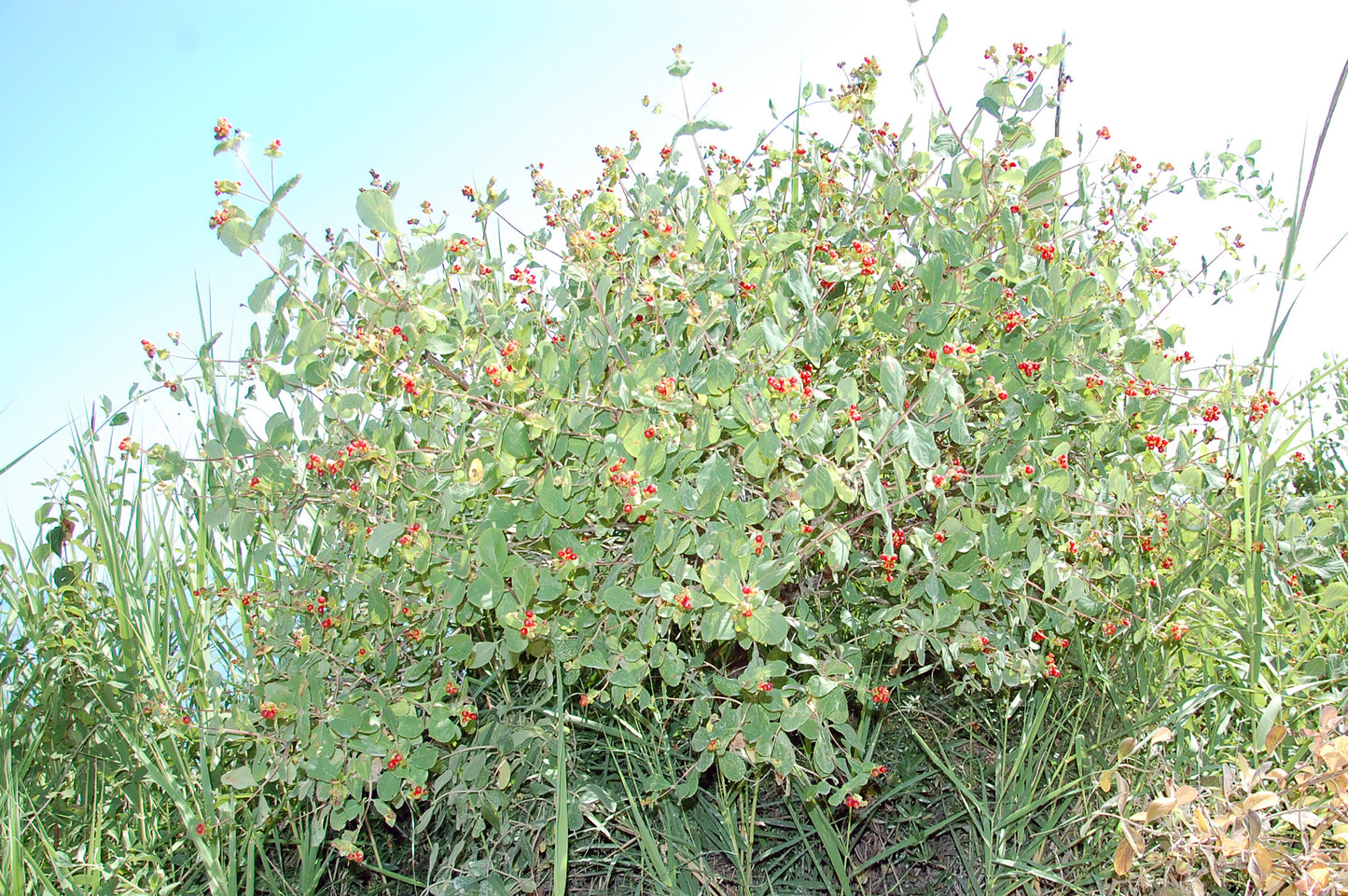 Etruscan Honeysuckle (Lonicera etrusca)