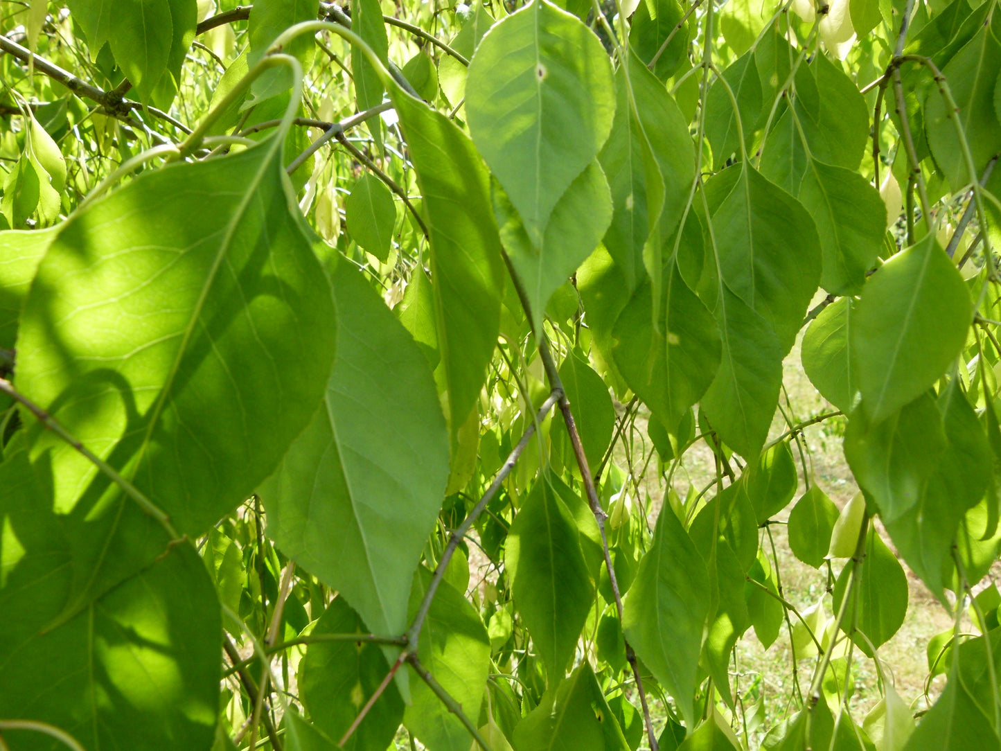 Maacks Spindletree (Euonymus maackii)