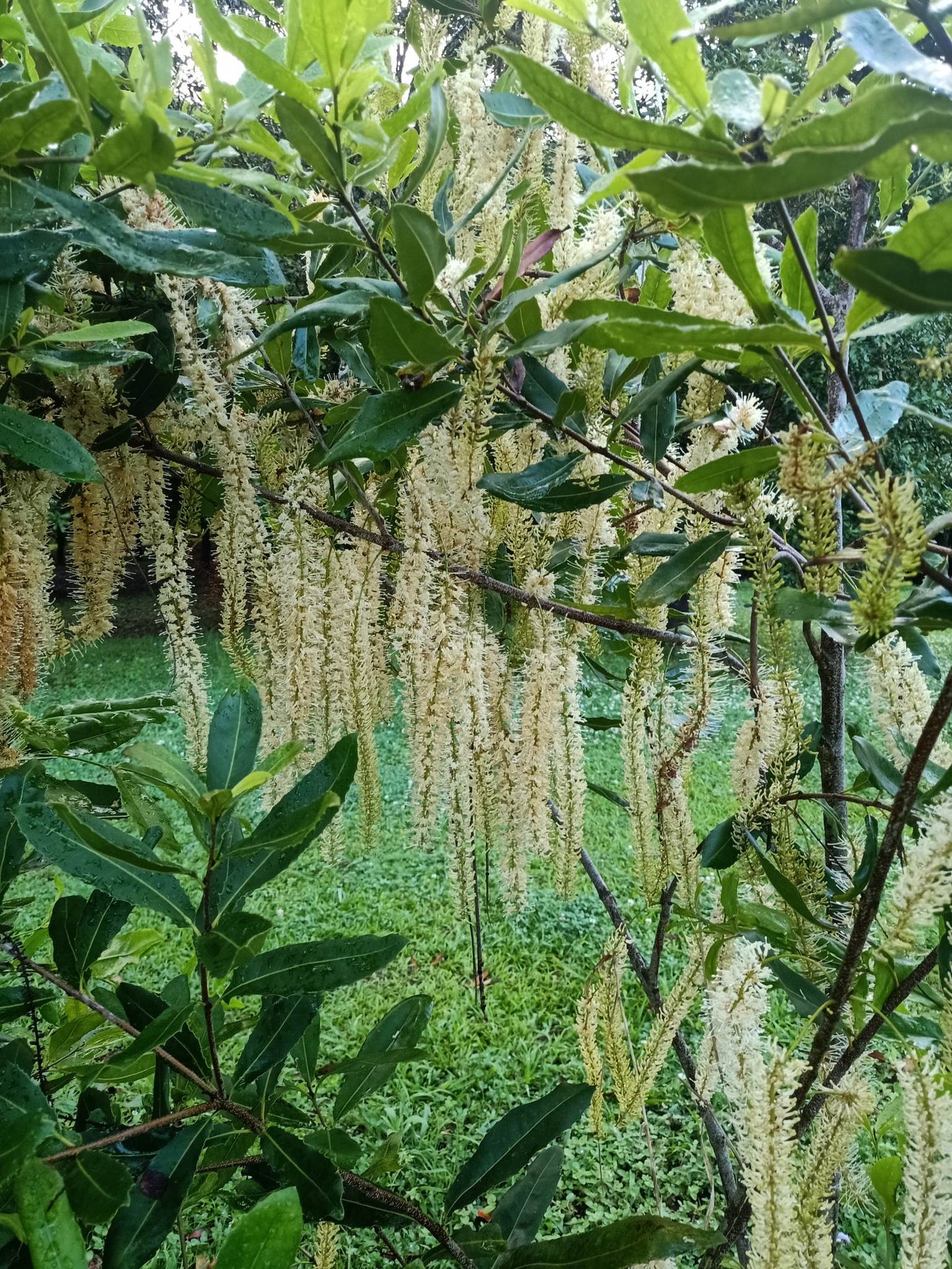 Macadamia Nut (Macadamia integrifolia)