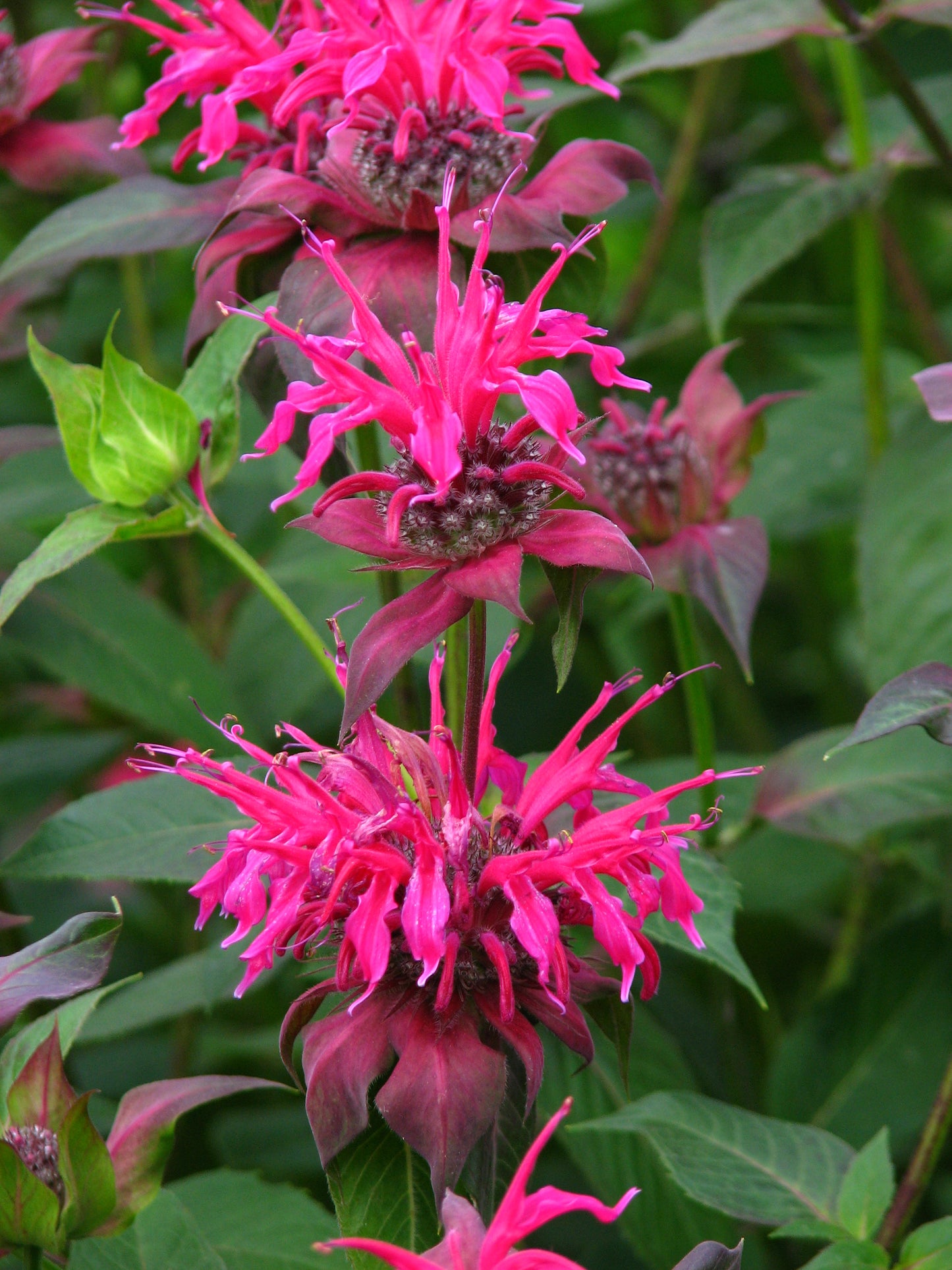 Scarlet Beebalm (Monarda didyma)
