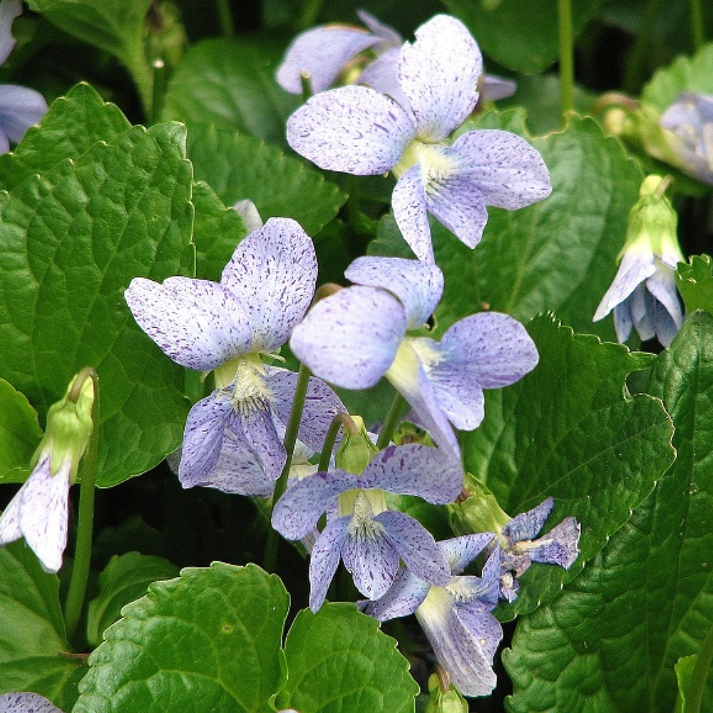 Butterfly Violet Violet (Viola sororia)