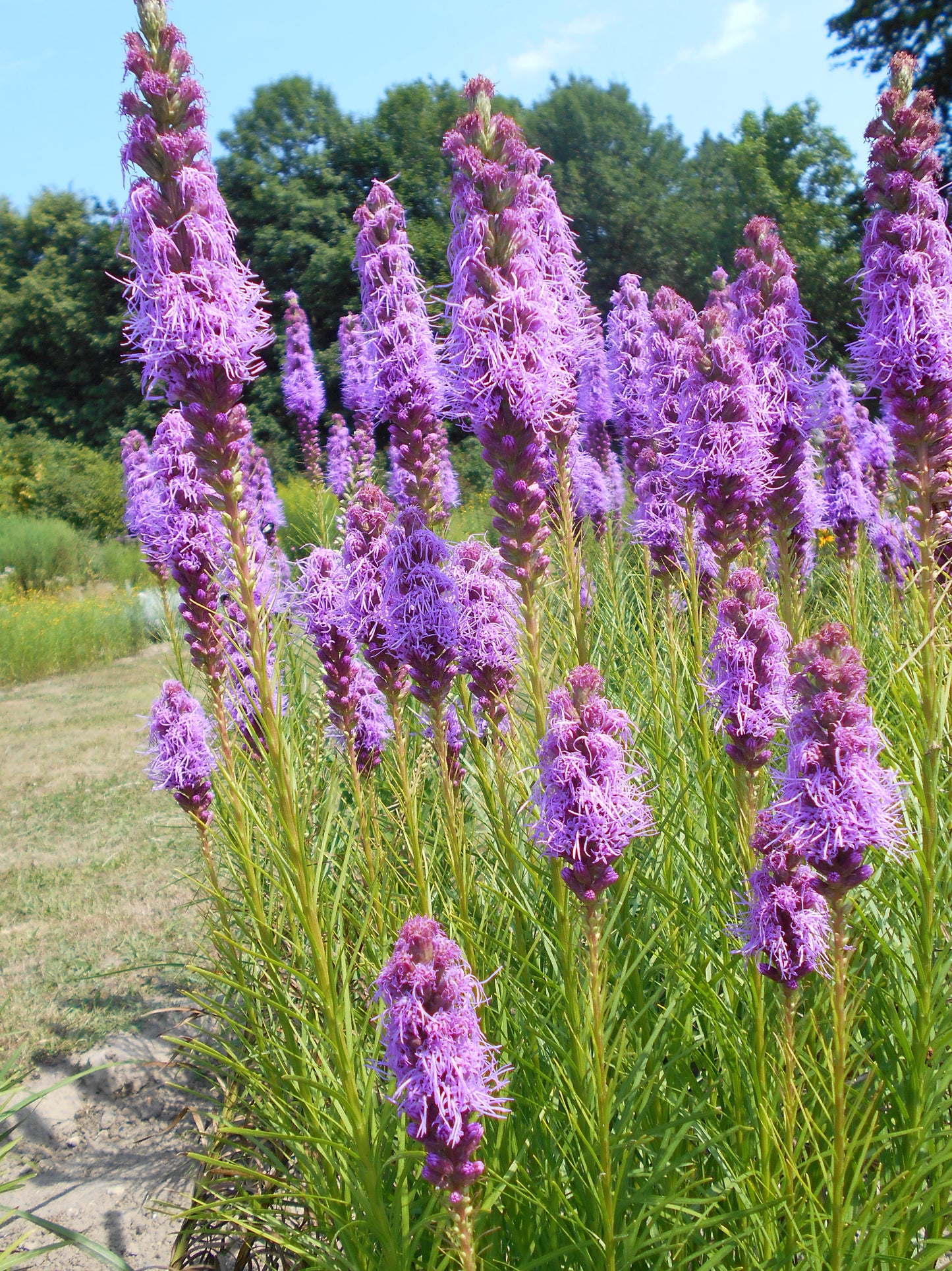 Dense Blazing Star Prairie Gay Feather (Liatris spicata)
