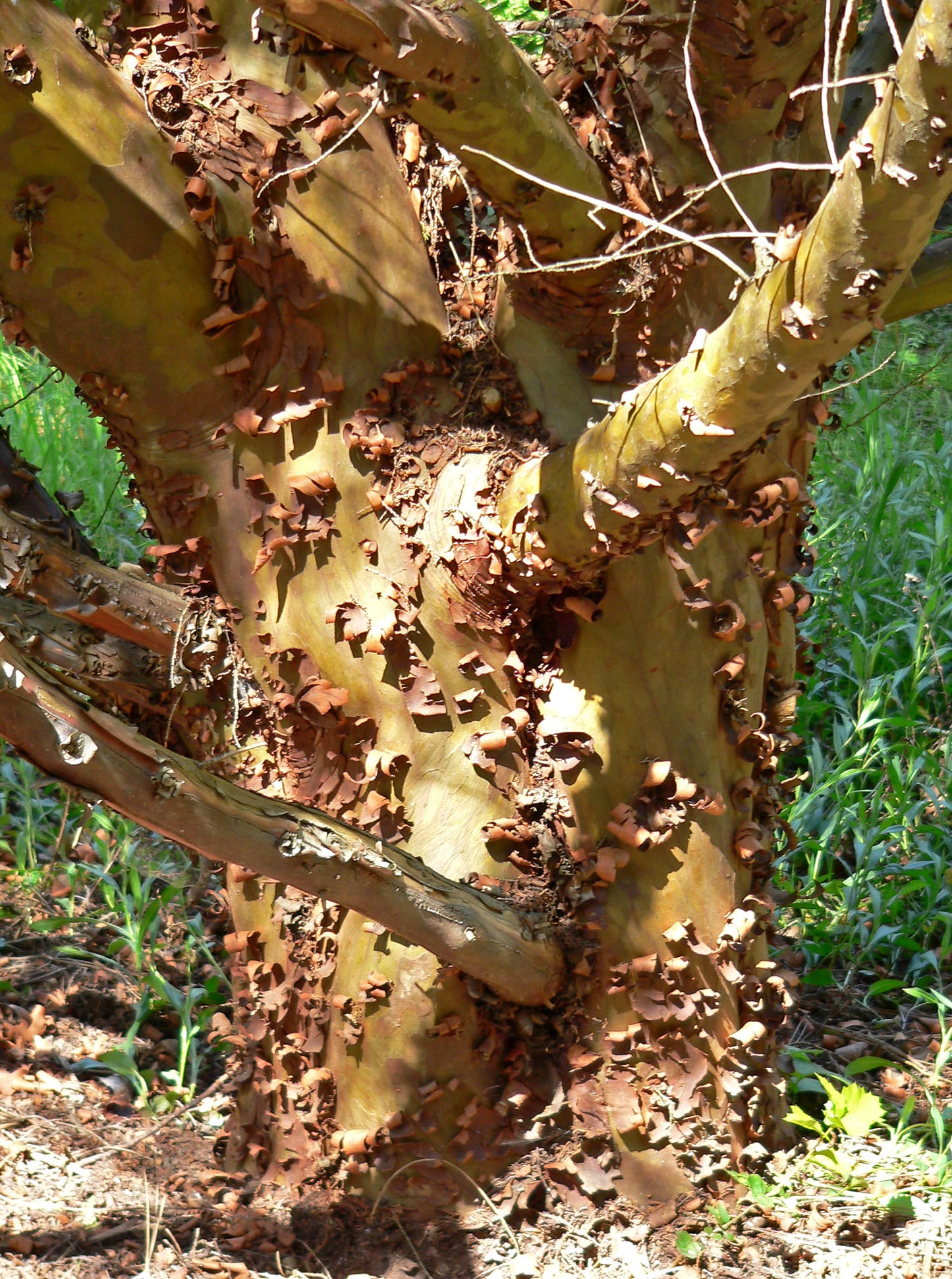 Forbes Tecate Cypress (Hesperocyparis forbesii)