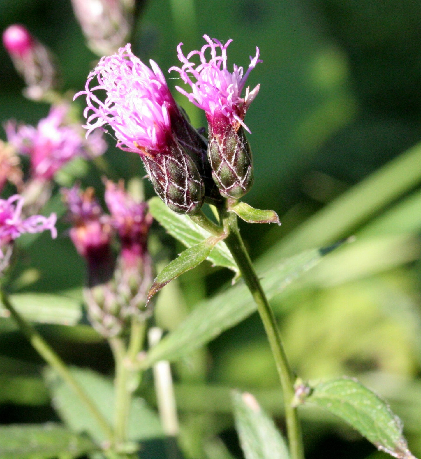 Centaury Dyers Plumeless Saw-wort Sawwort (Serratula tinctoria)
