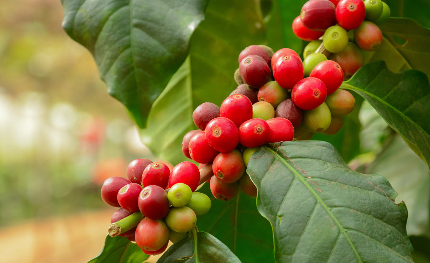Arabian Coffee Arabica Shrub Arabia Coffee (Coffea arabica)