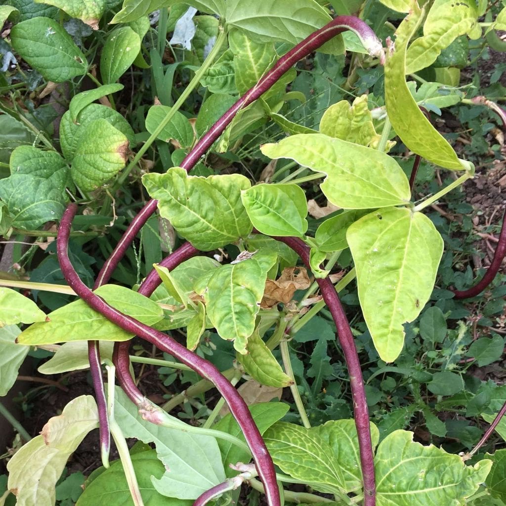 Blackeyed Pea, Iron Clay Cowpea (Vigna unguiculata)