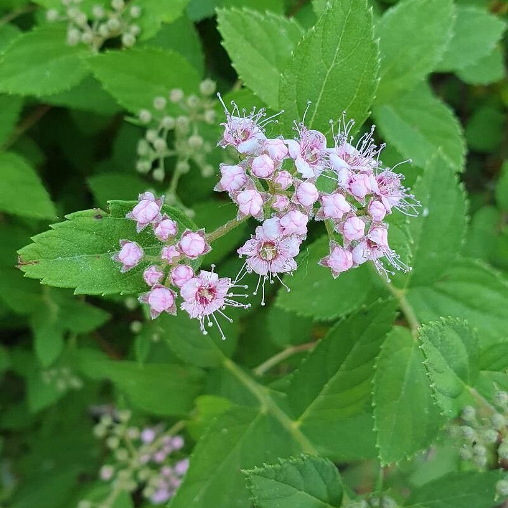 Fernald Hardhack Spirea Steeple Steeplebush (Spiraea tomentosa)
