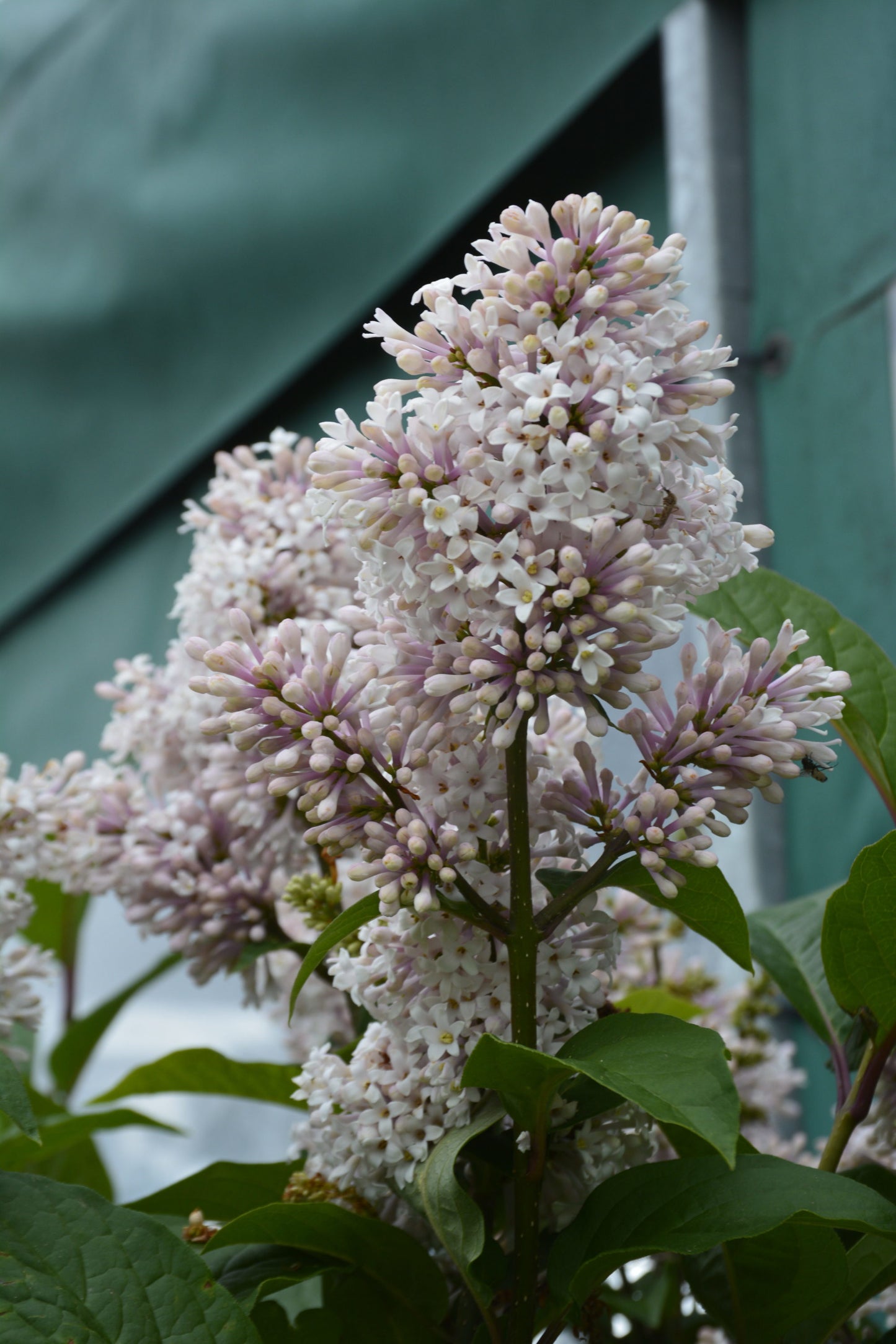 Late Lilac Villous Lilac (Syringa villosa)