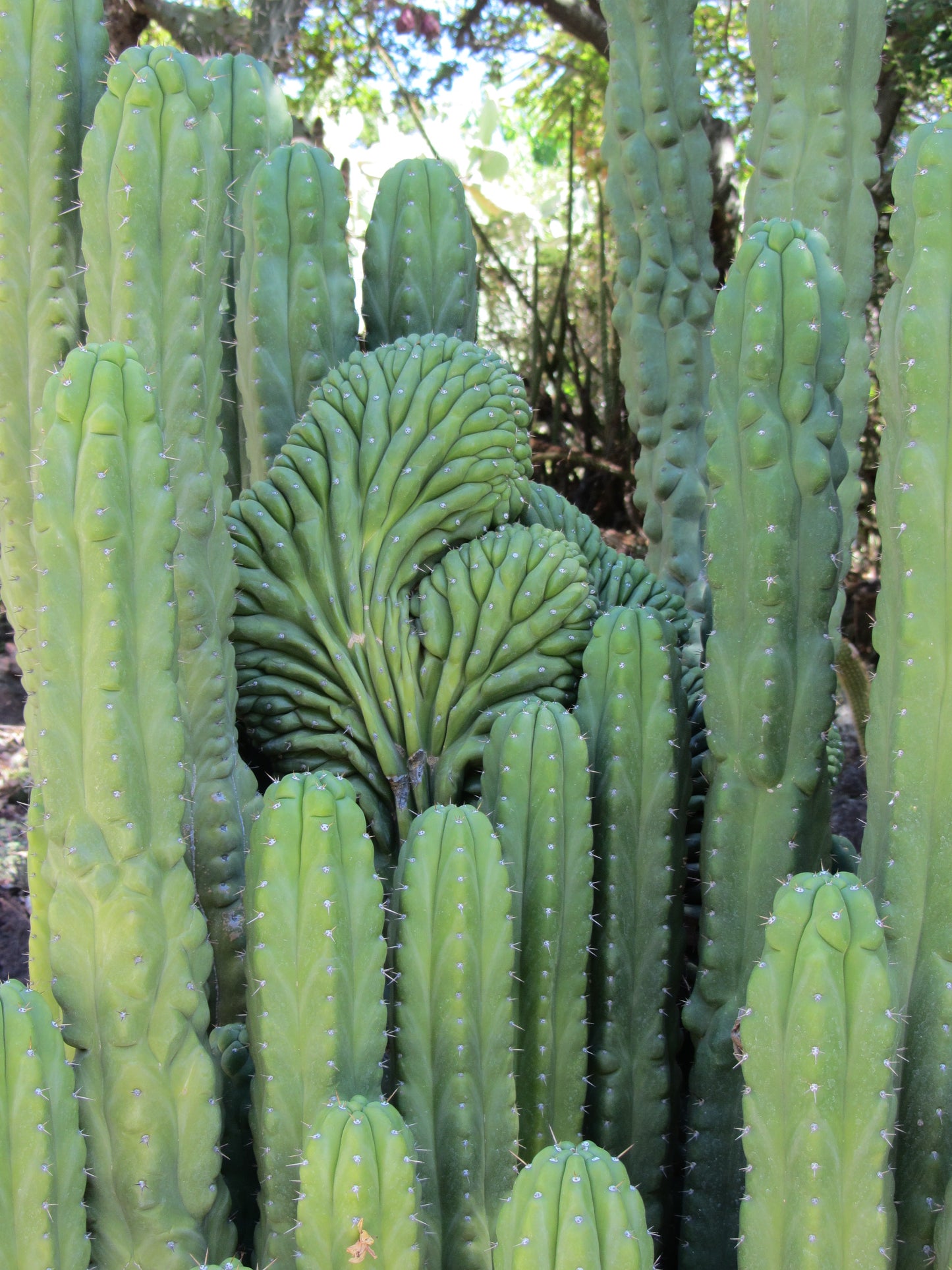 Matucana Peruvian Torch Matucana Cactus (Trichocereus peruvianus var. Matucana)