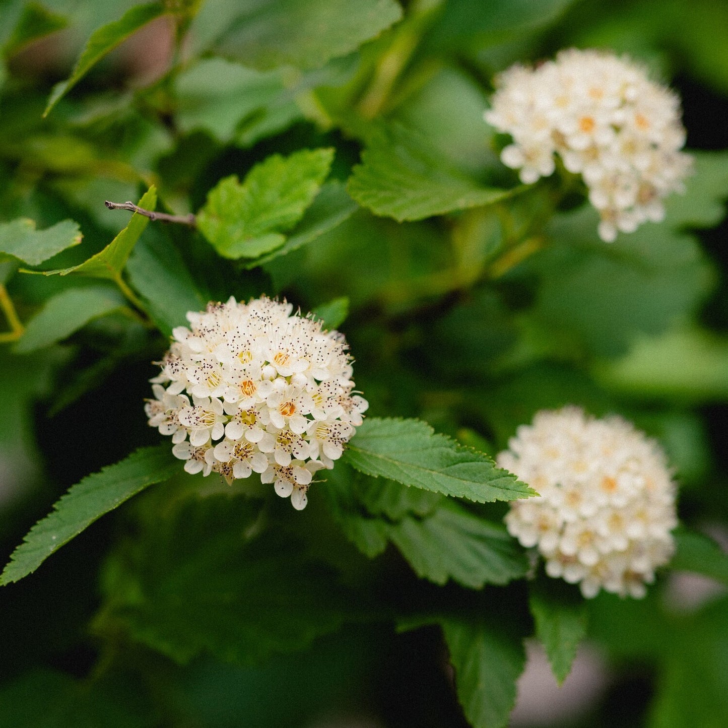 Atlantic Ninebark Common Eastern (Physocarpus opulifolius)