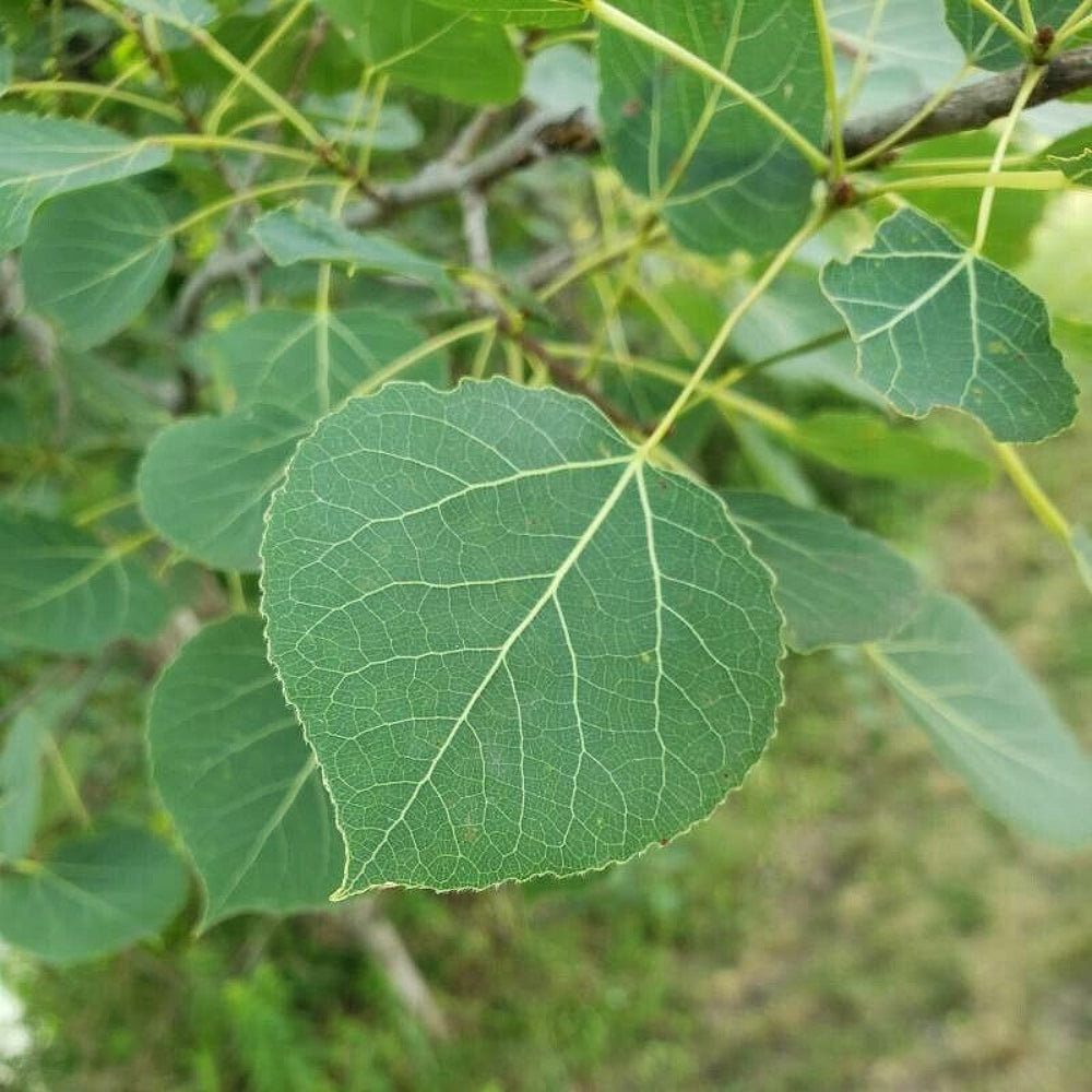Cottonwood Eastern Cottonwood (Populus deltoides)