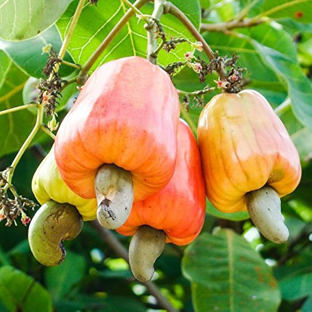 Cashew (Anacardium occidentale)