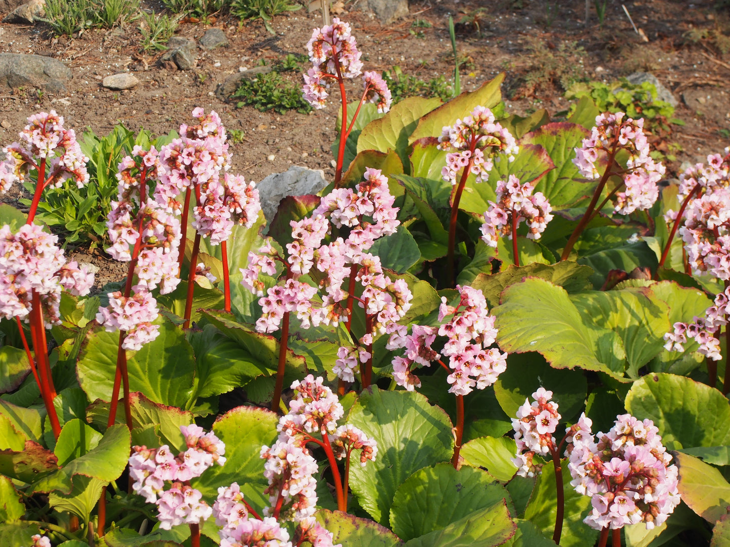 Russian Bergenia (Bergenia crassifolia var. pacifica)