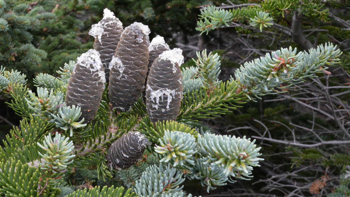 Bracted Balsam Canaan Fir (Abies balsamea var. phanerolepis Nova Scotia)